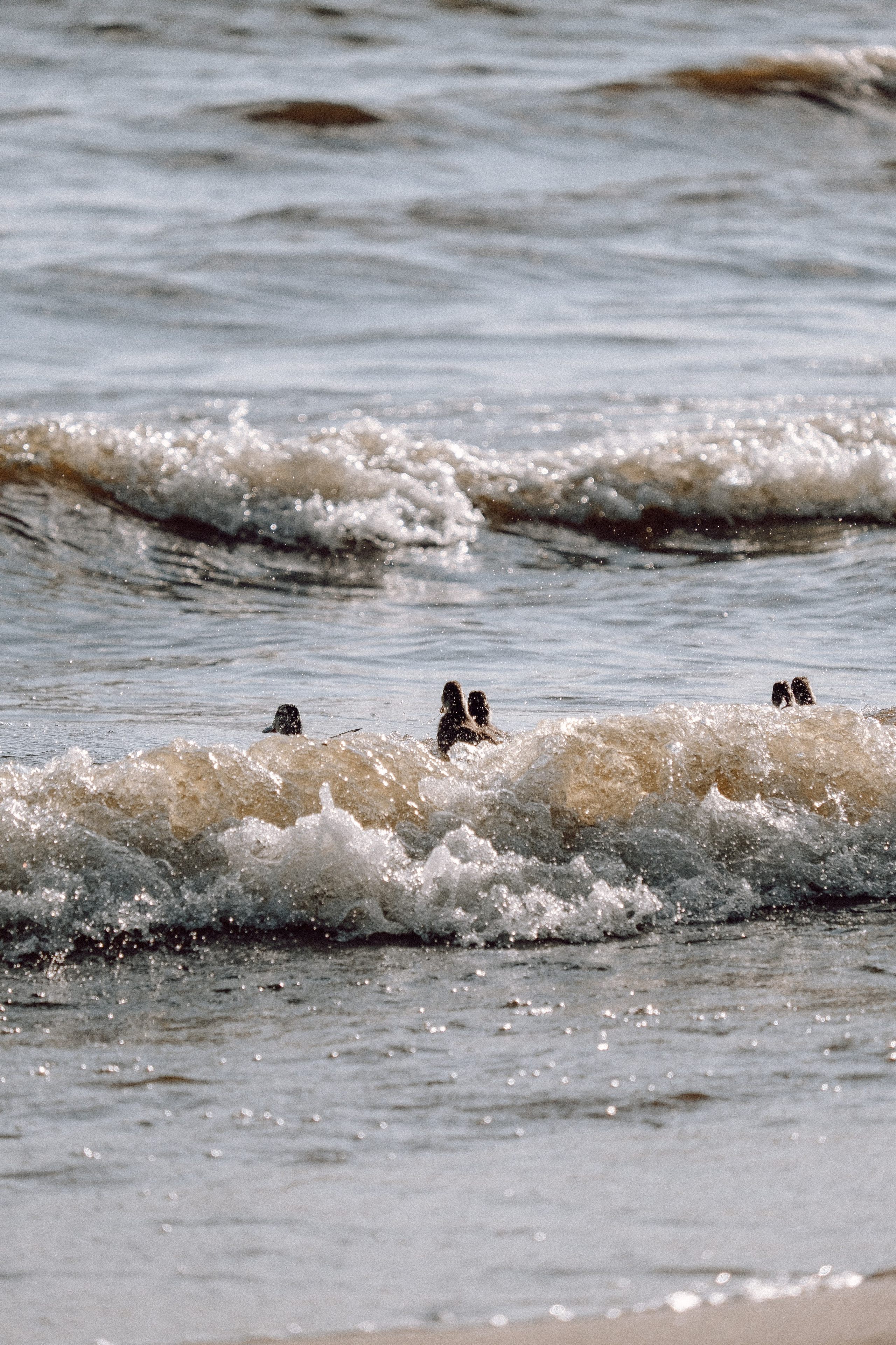ПРОГУЛКА НА БЕРЕГУ ФИНСКОГО ЗАЛИВА. Профессиональный фотограф, Санкт-Петербург — Виктория Богомолова