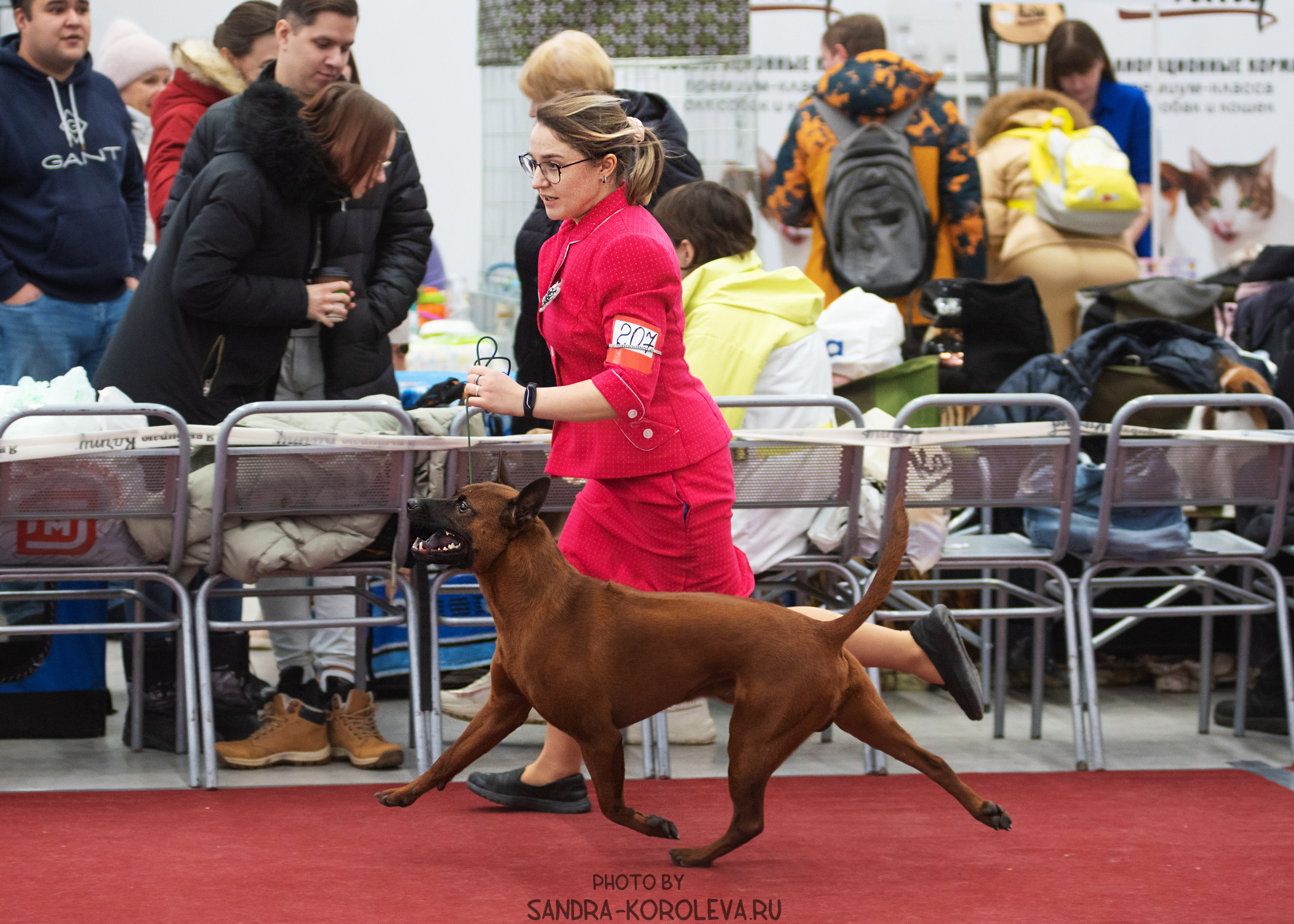 Выставка собак тюмень 10.12.2022. Дог-фотограф в Тюмени Александра Королева