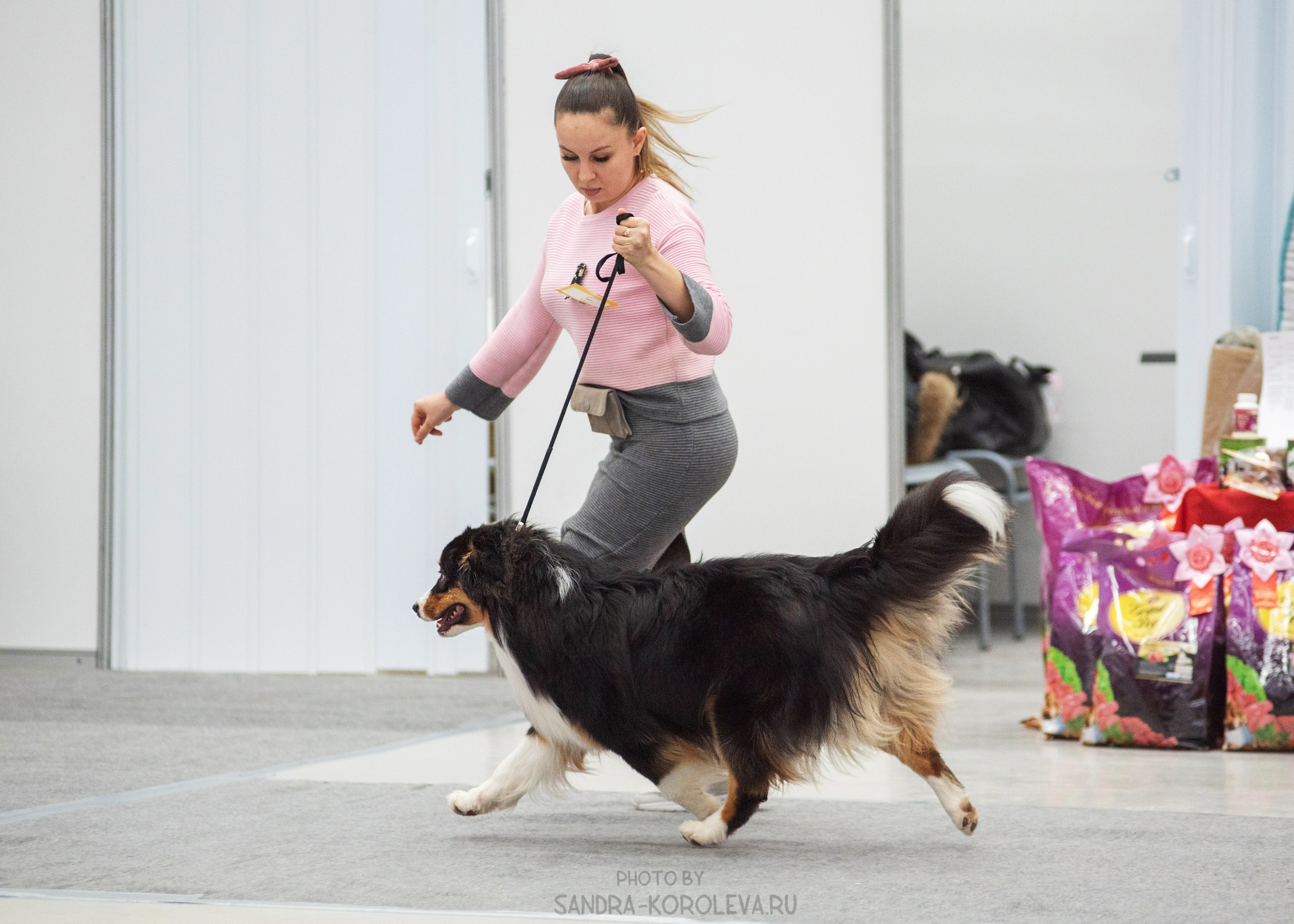 Выставка собак тюмень 14.01.2023. Дог-фотограф в Тюмени Александра Королева