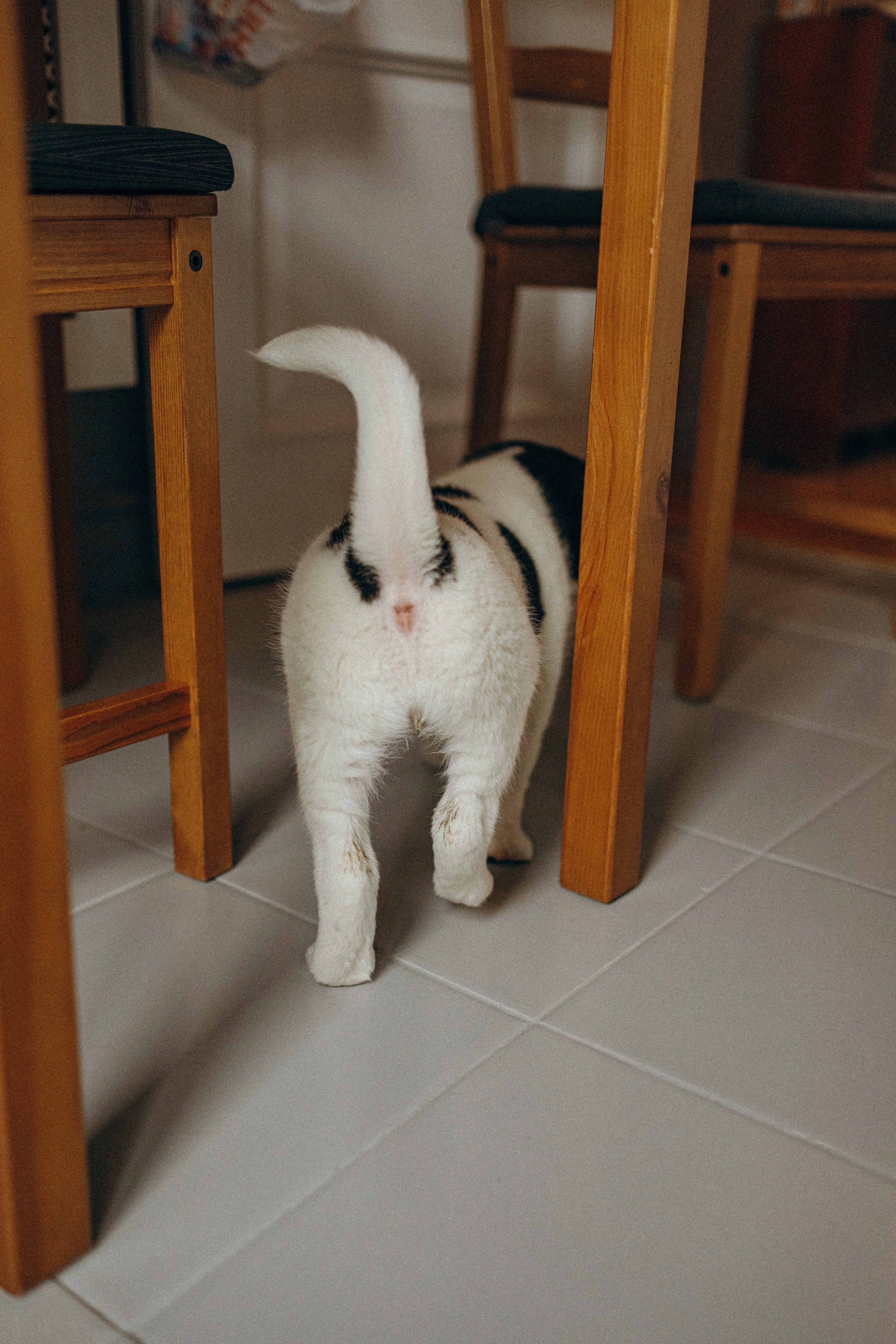 Щеночки. Фотограф-анималист в Москве Лера Черноног