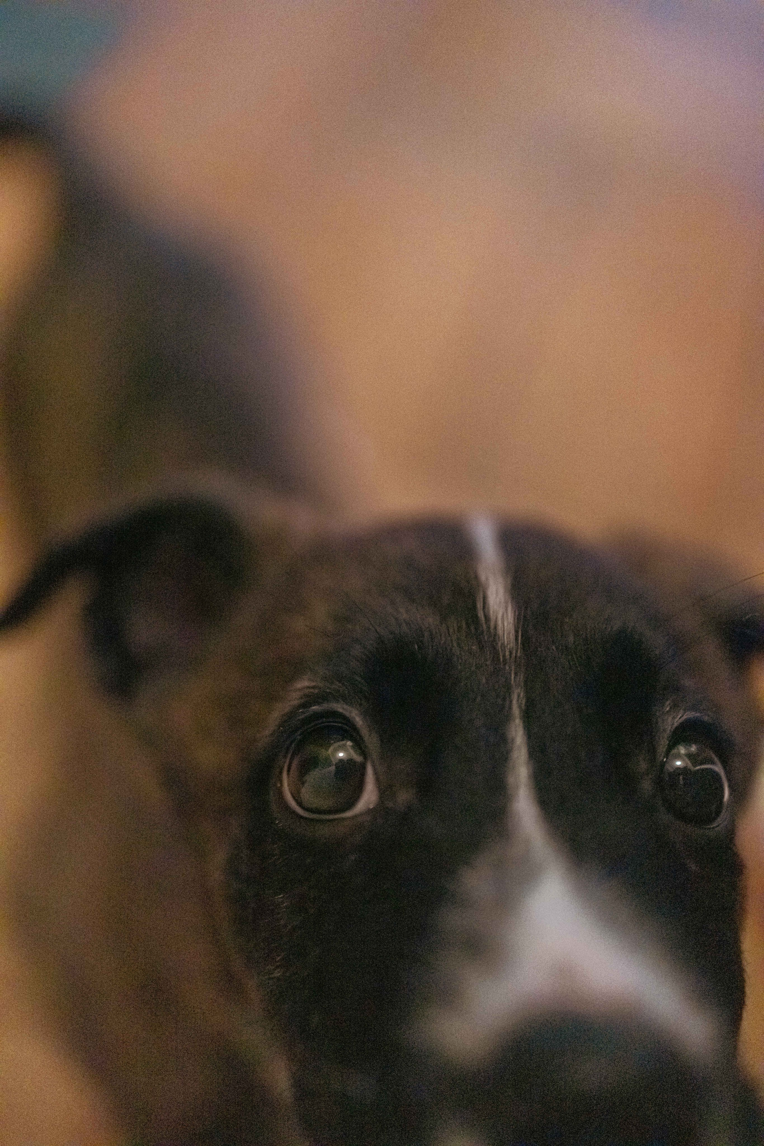 Гайка. Фотограф-анималист в Москве Лера Черноног