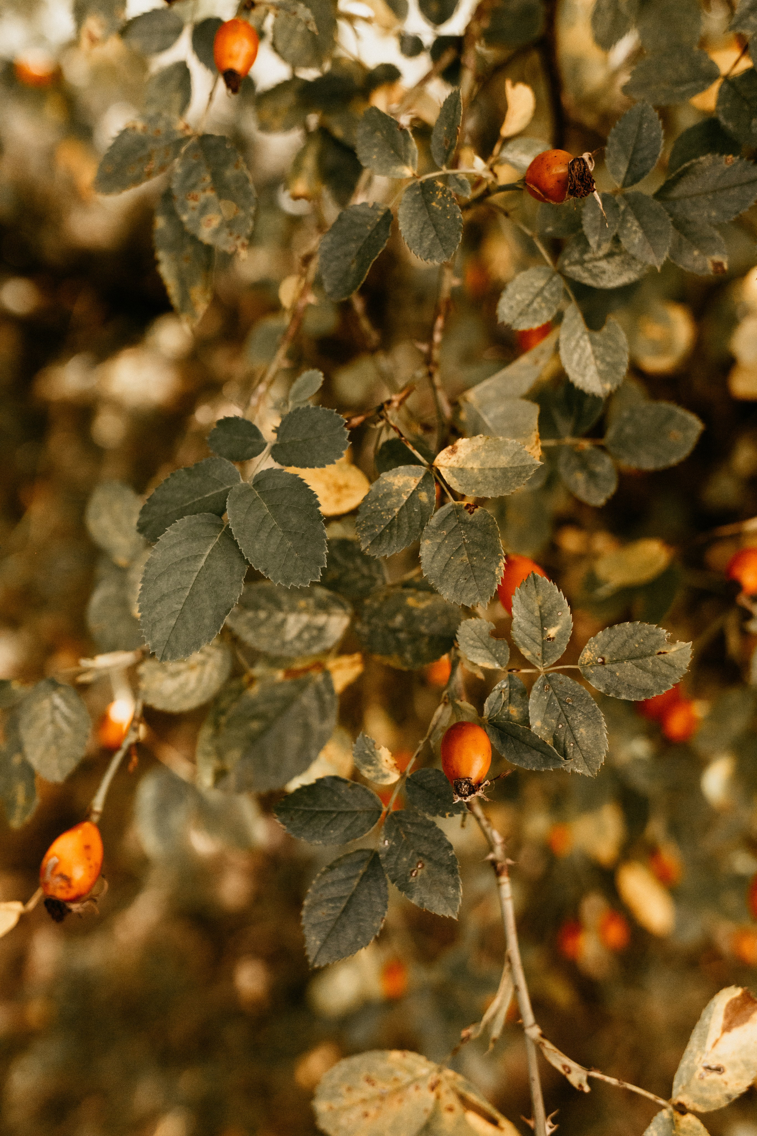 Фотографы Калининграда. Семейный детский фотограф в Калининграде Анна Каратай