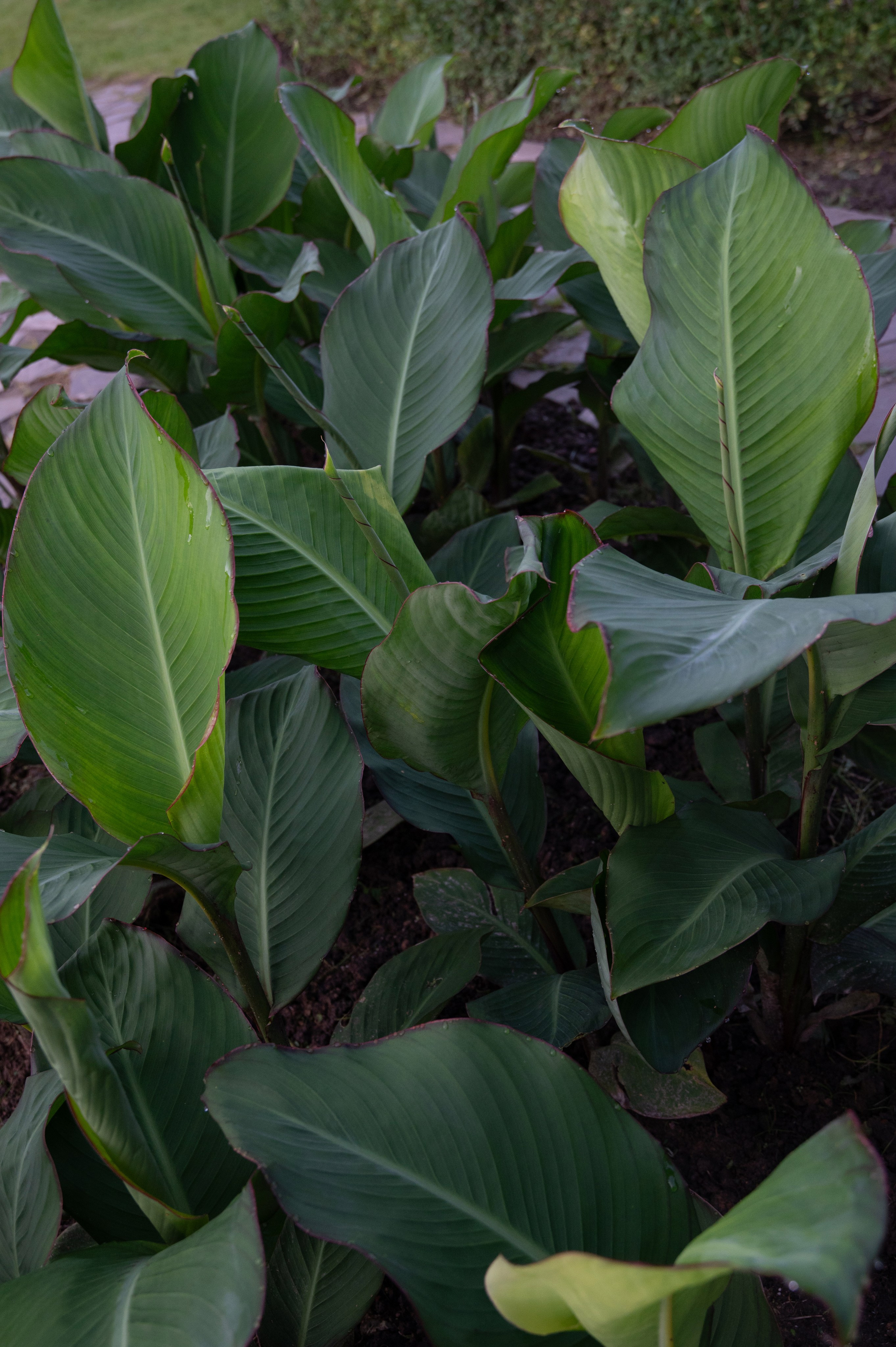 Альберт и Диана Zakolcovo Vtb. Фотограф Кирилл Верт