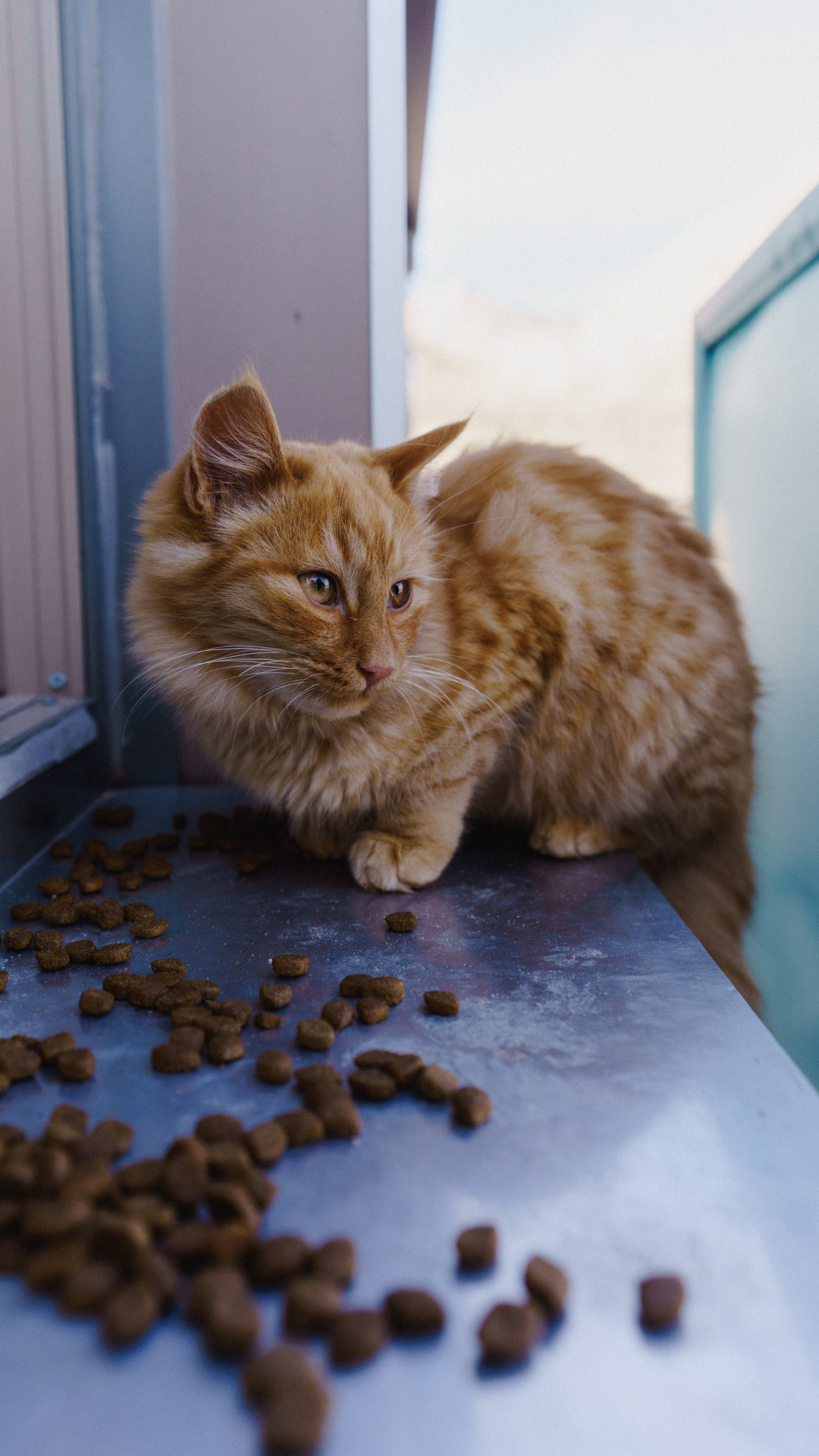 Кошки. Фотографии Дмитрия Захаренко