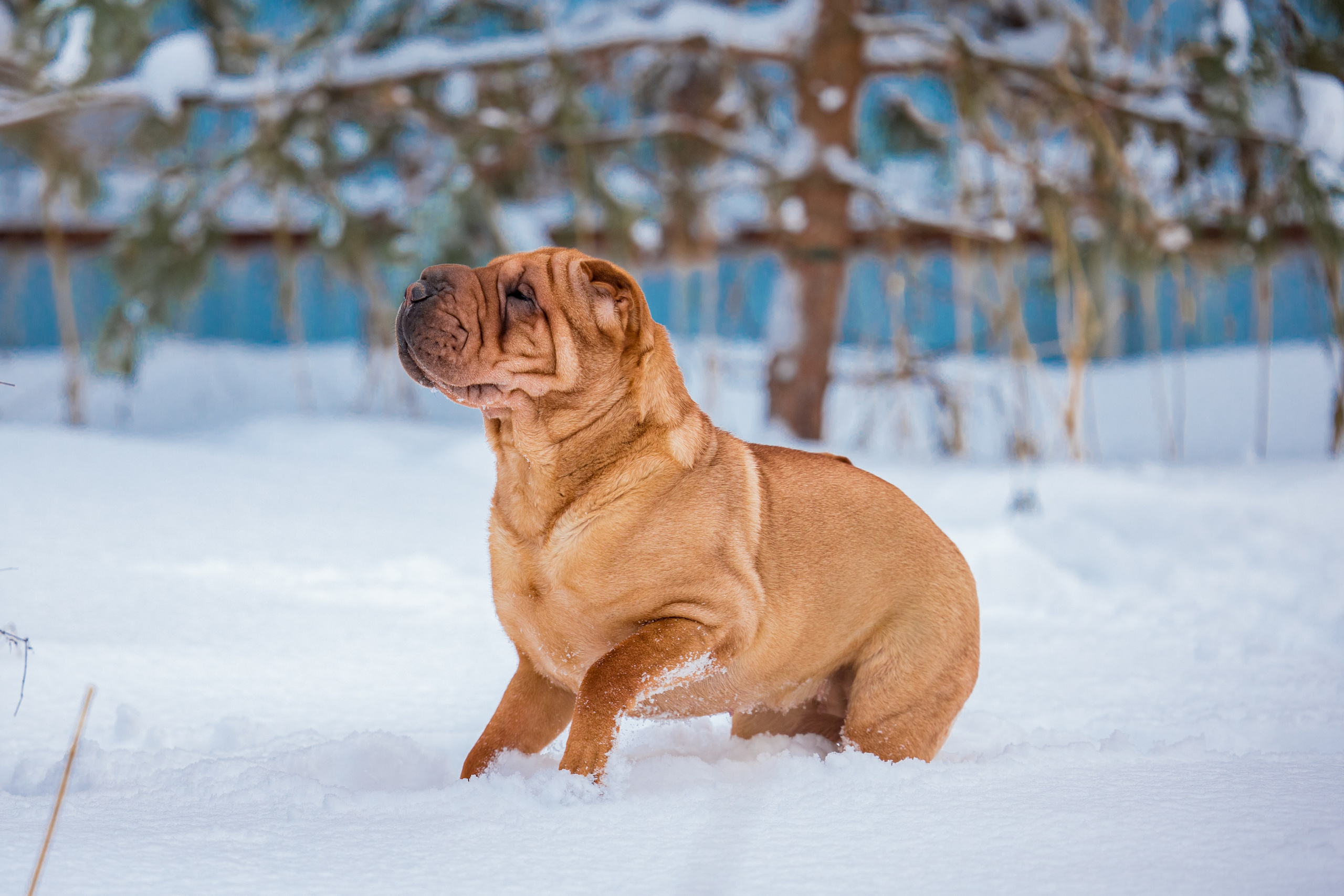 В гостях у шарпеев 16.01.2024. Фотограф-анималист Юлия Германика