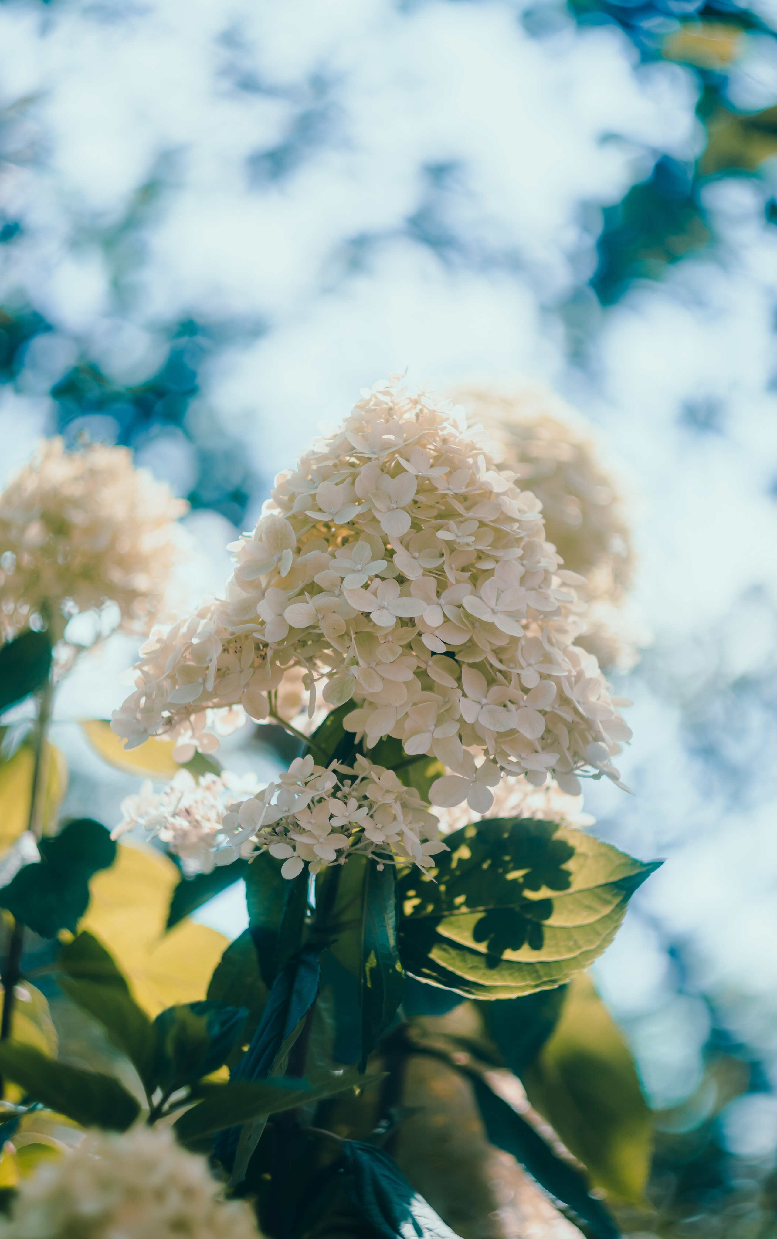 Wallpapers. Фотограф Казань