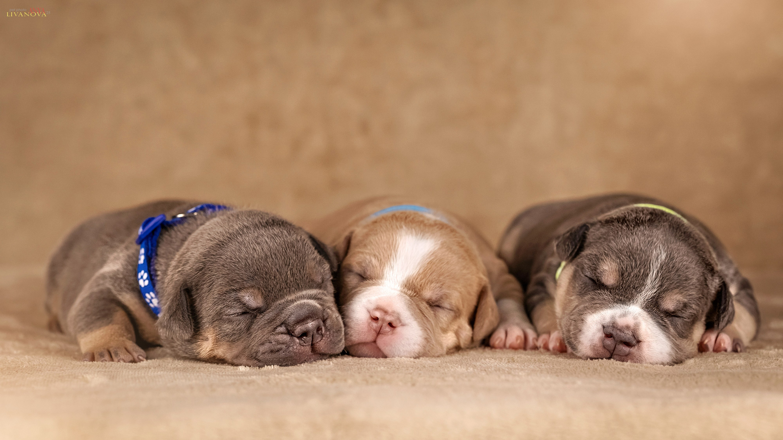 Амбулли. Фотограф анималист Аня Ливанова | Рыбинск