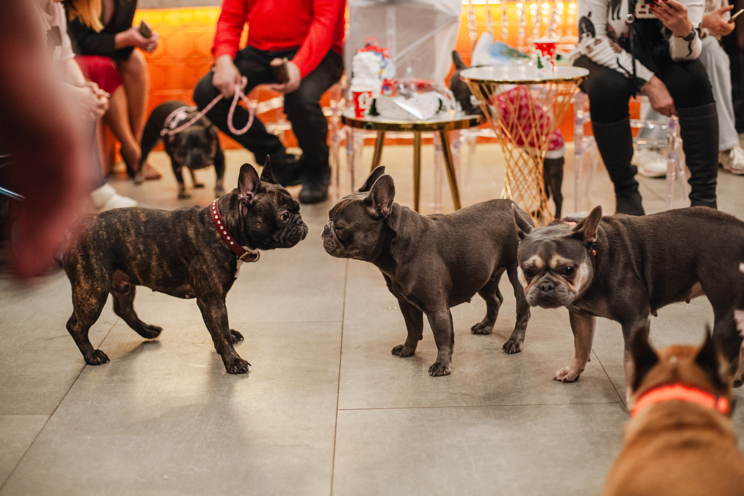 Бульёлка 2024. Фотограф-анималист Татьяна Степанова