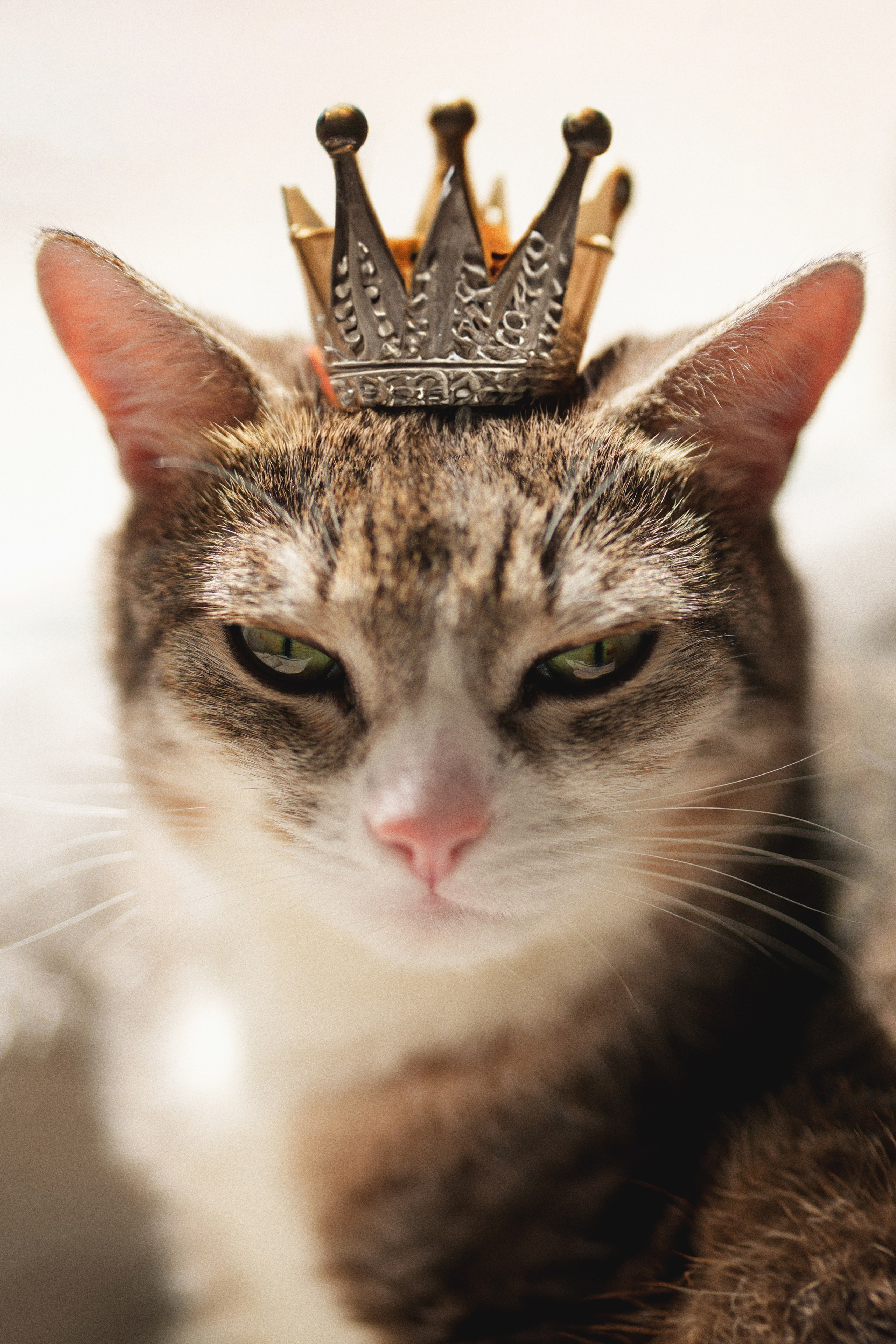 «Мур-Мяу» Котокафе. Фотограф Елена Буданова Тверь