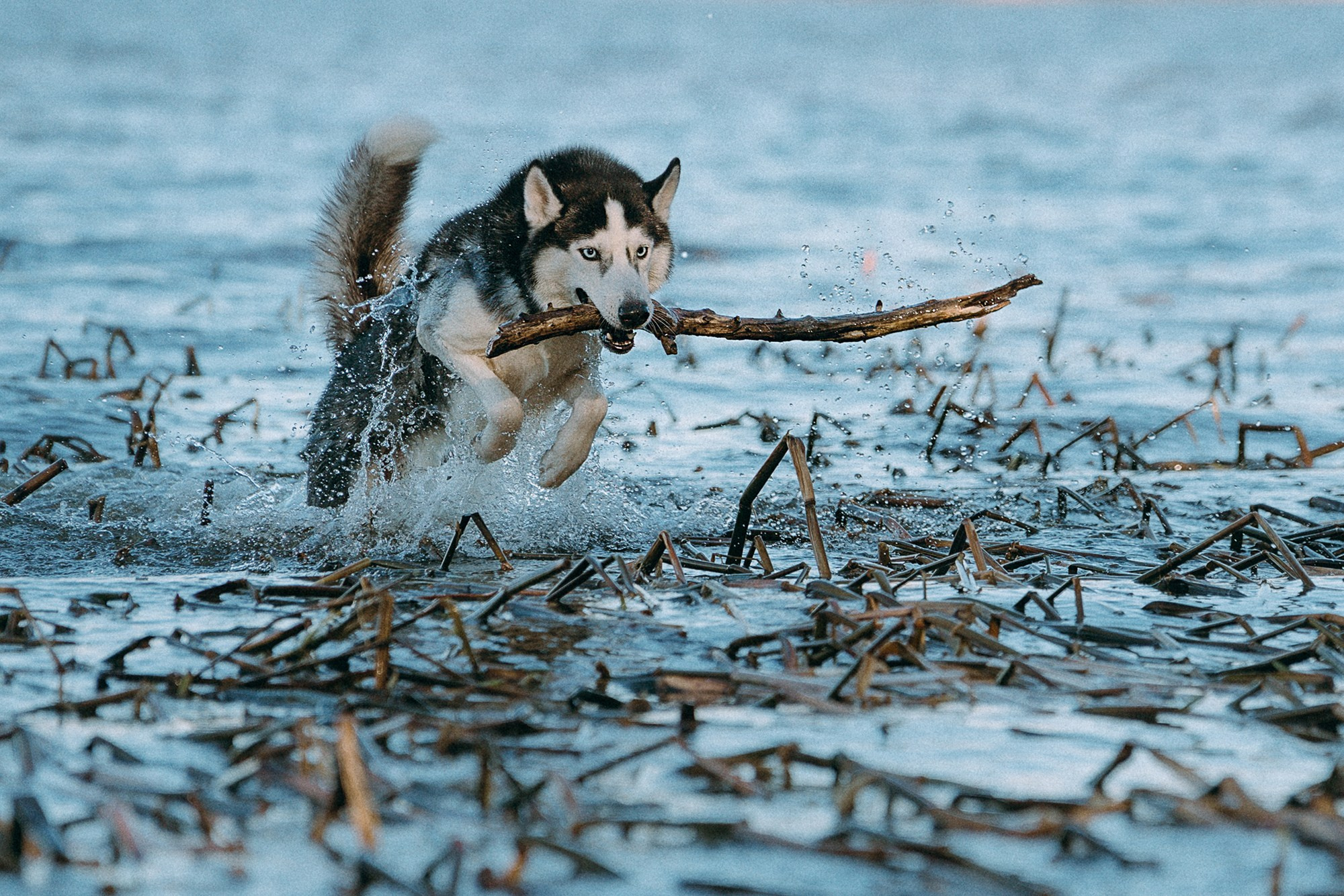 Наташа и Сириус. Фотограф анималист в Москве и Санкт-Петербурге Свиридова Анна