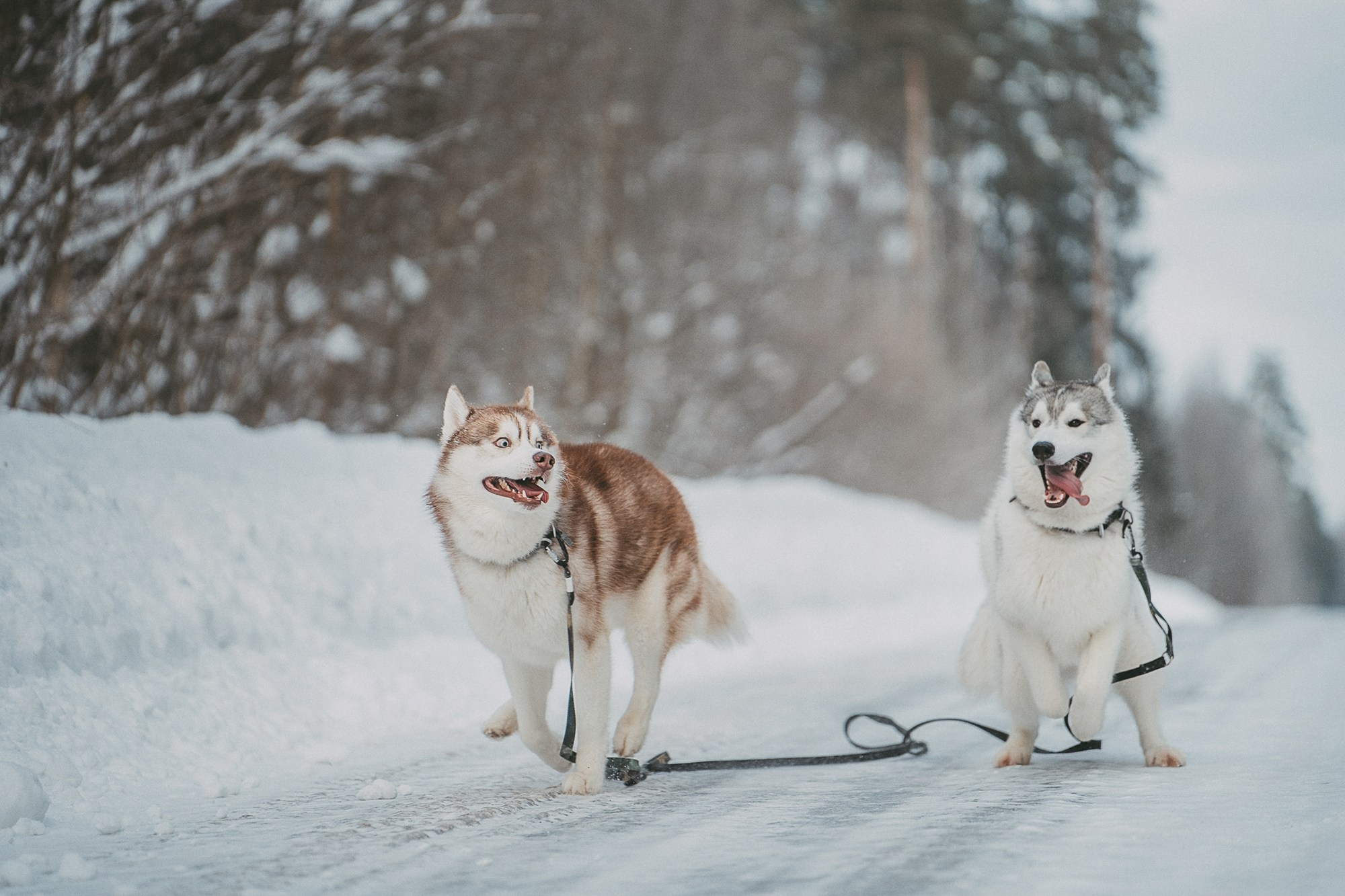 Полина, Уго и Пышка. Фотограф анималист в Москве и Санкт-Петербурге Свиридова Анна