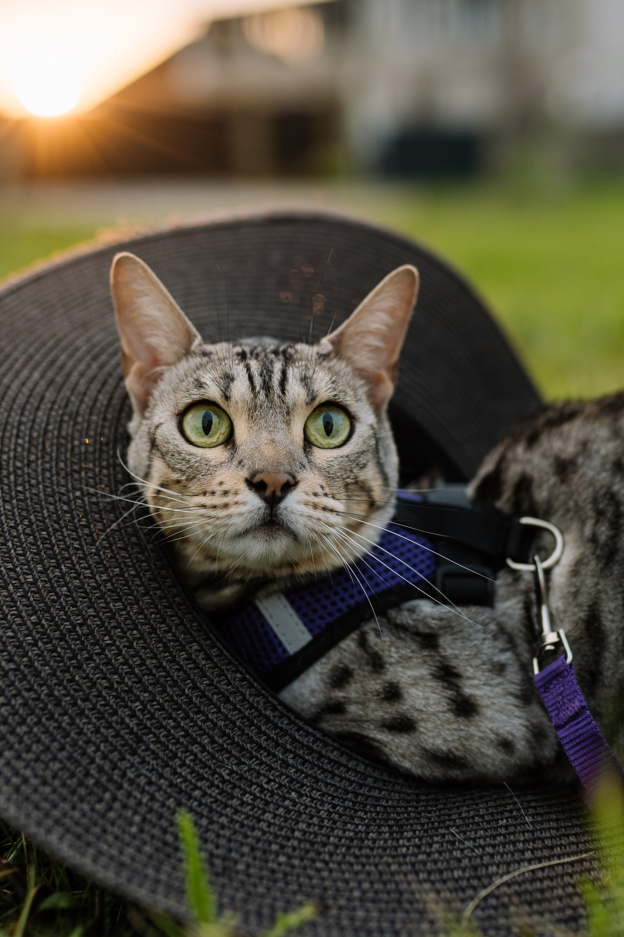 Диана и Элис