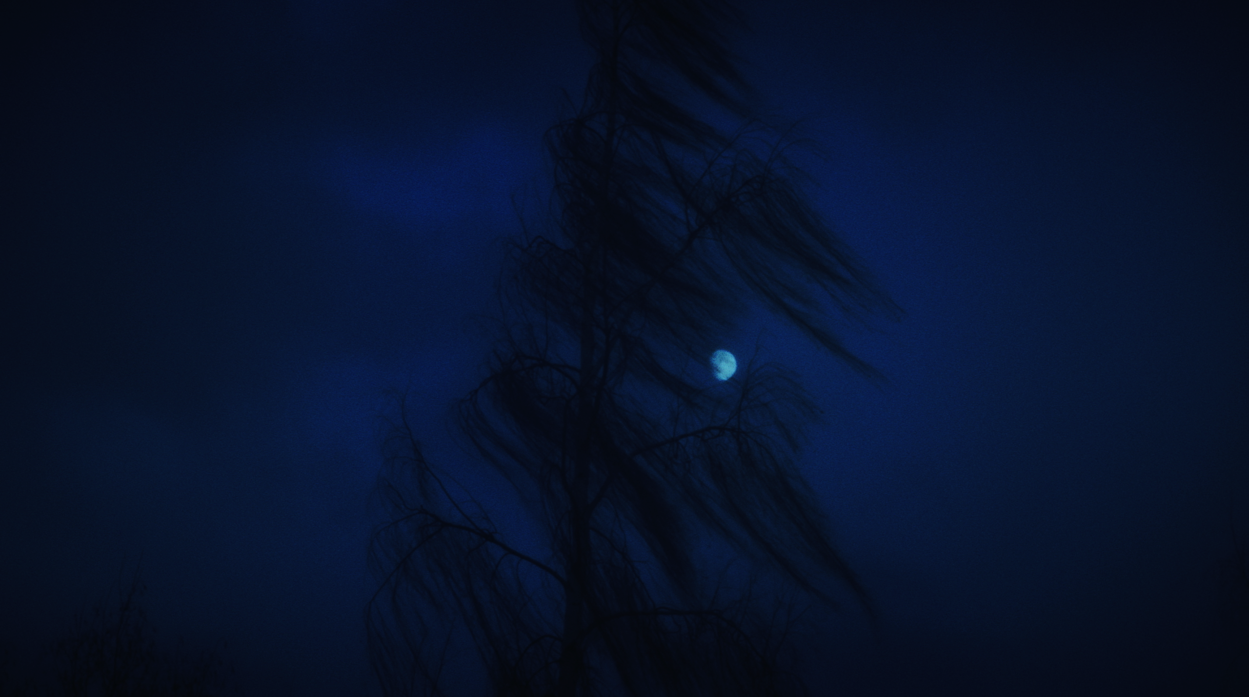 If you become human, who will swim for you. Tokcolor