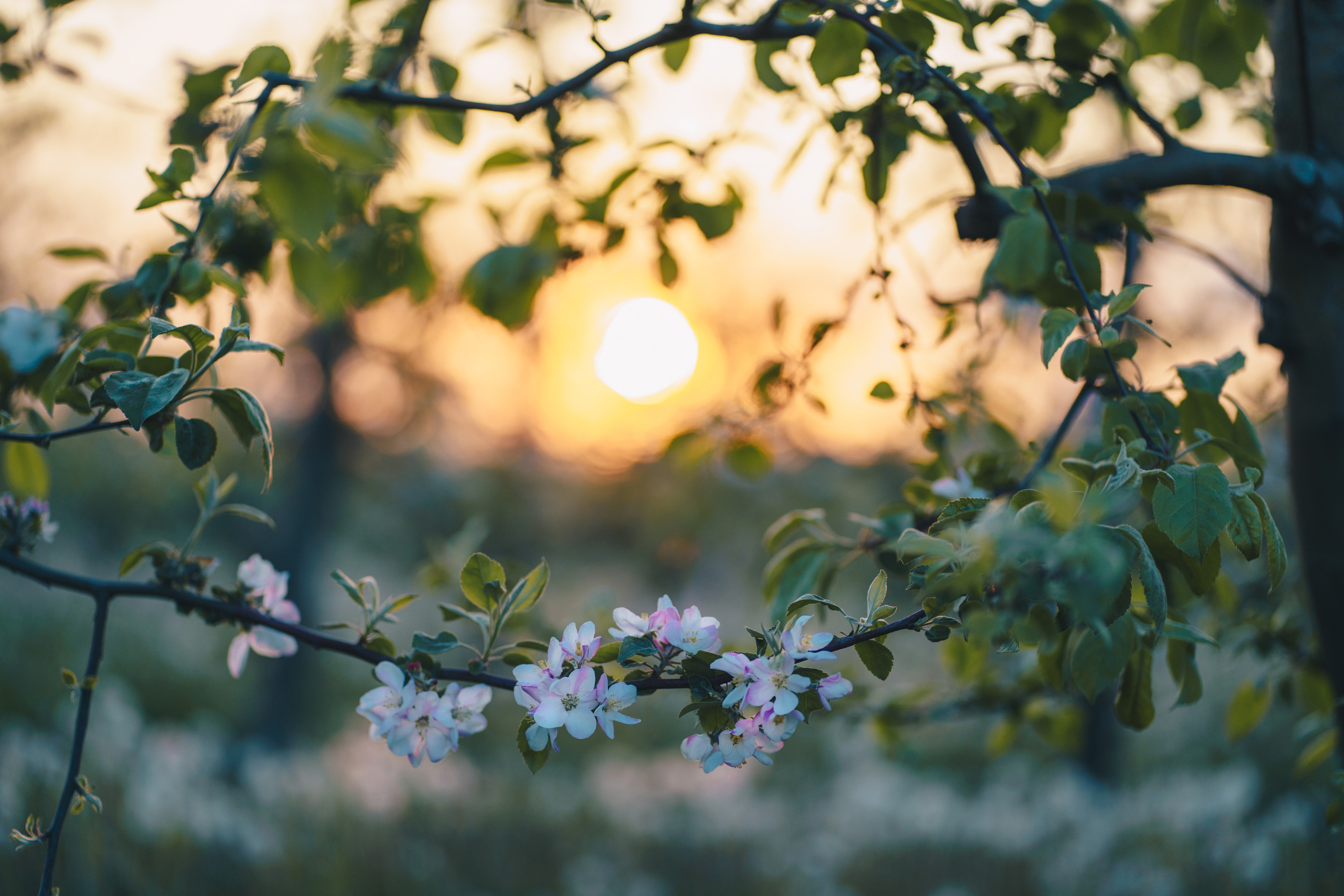 Аня в ожидании сыночка. Семейный и детский фотограф в Краснодаре