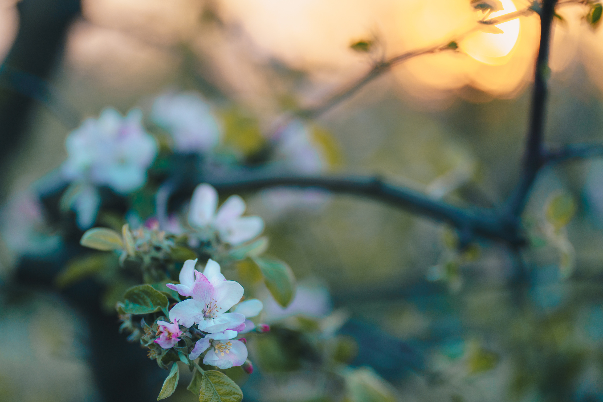 Аня в ожидании сыночка. Семейный и детский фотограф в Краснодаре