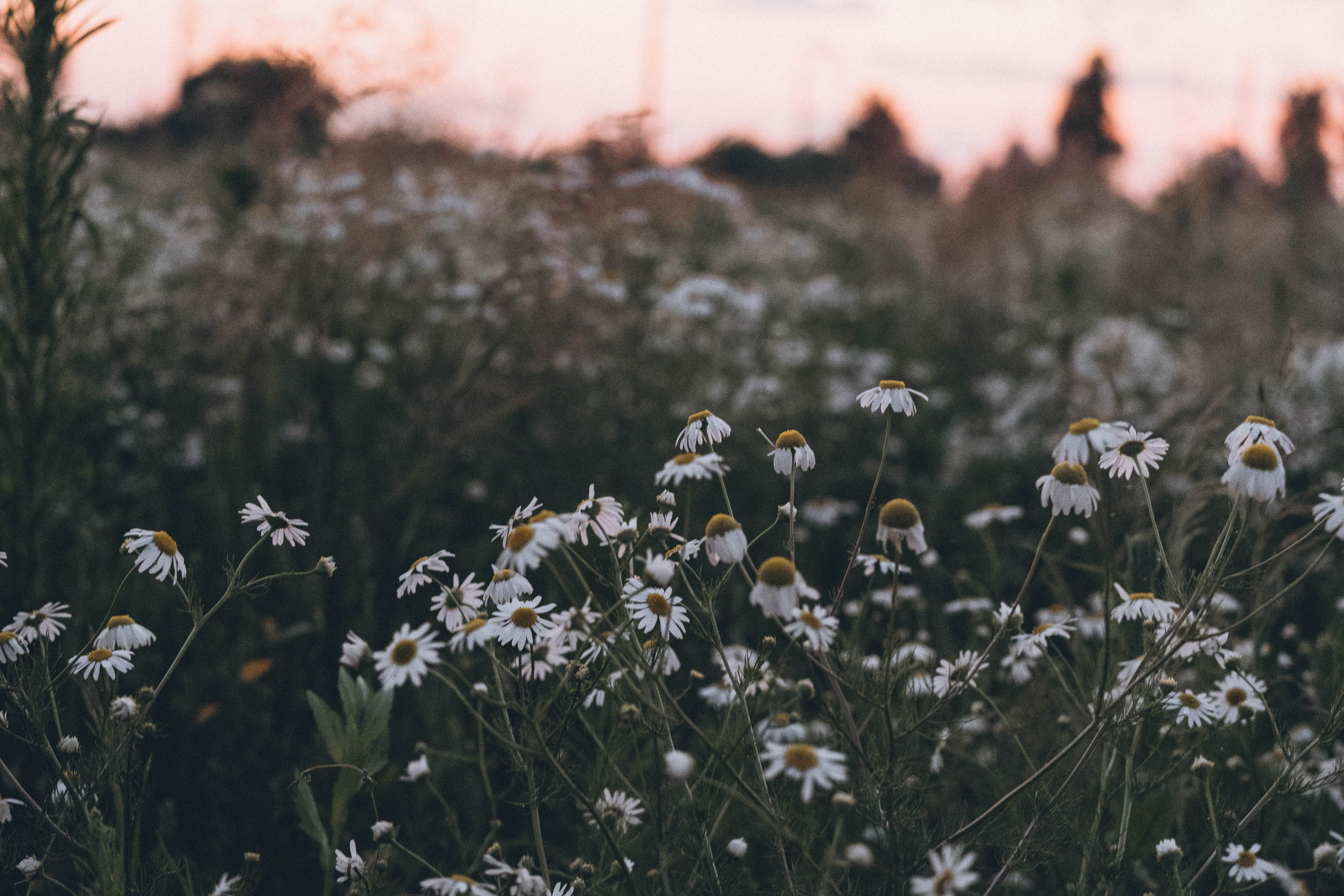Ромашковое поле. Профессиональный фотограф, Санкт-Петербург — Виктория Богомолова