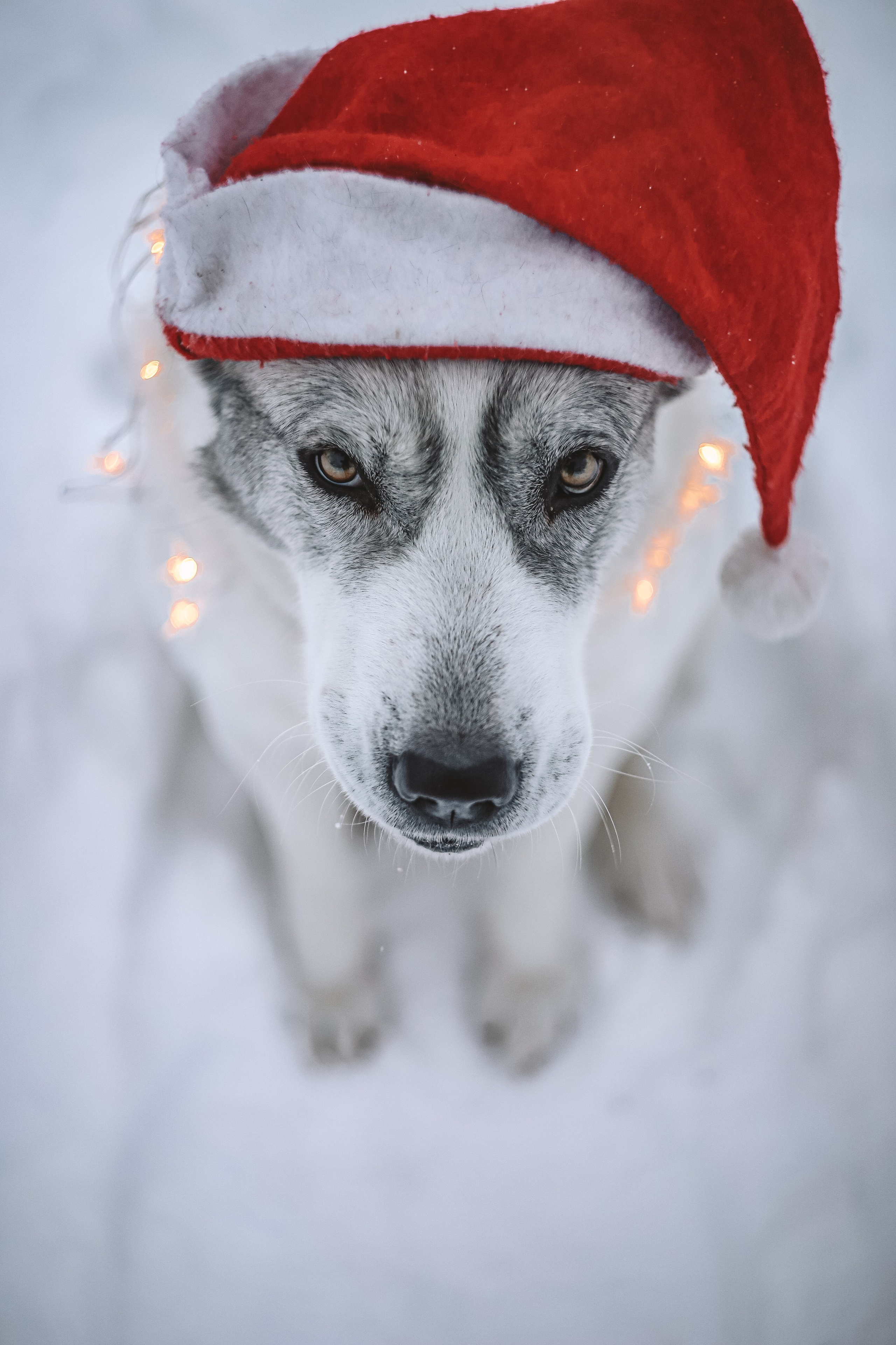 Собаки. Фотограф Ольга Мурзина