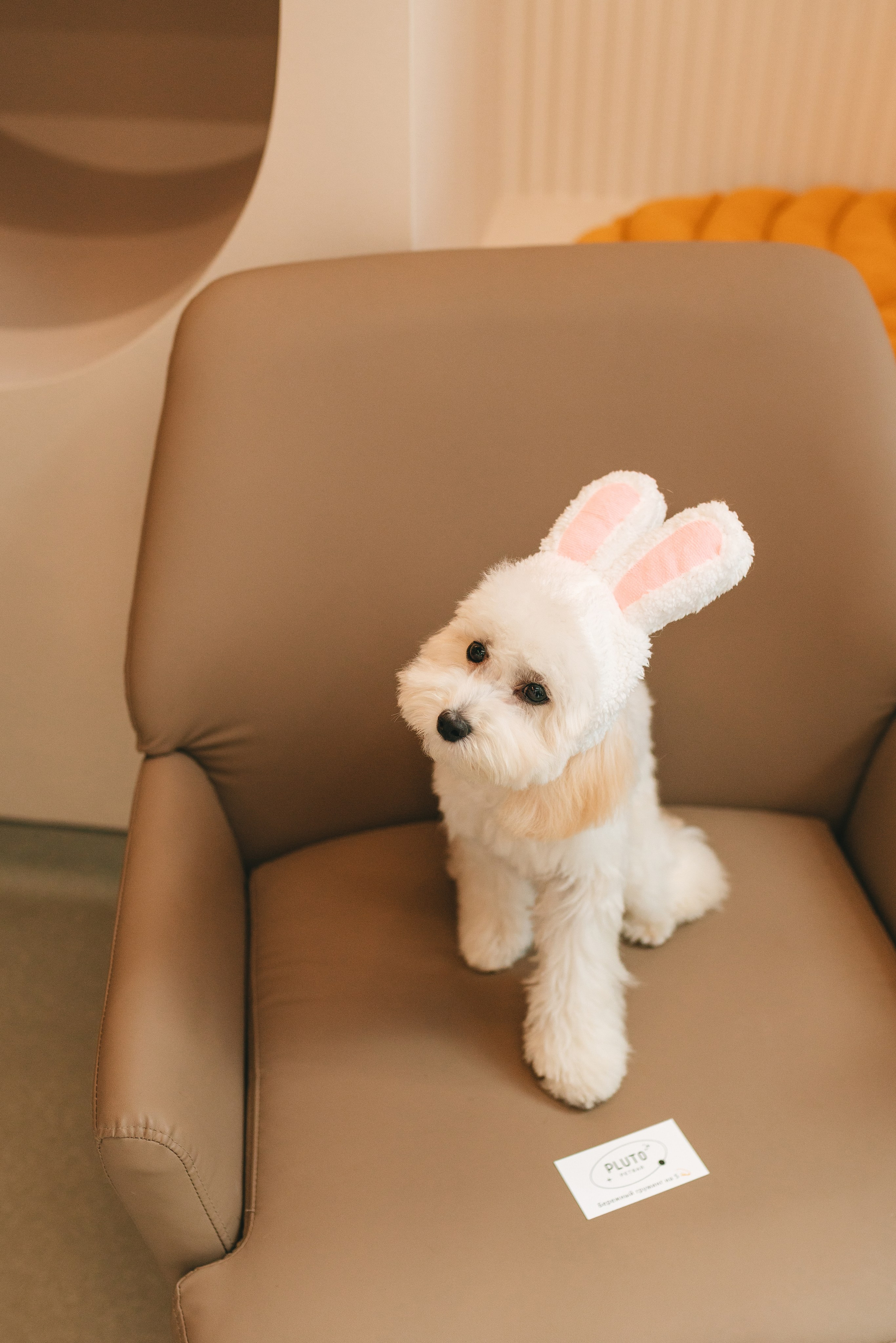 Груминг — салон. Фотограф анималист Осипчикова Мария