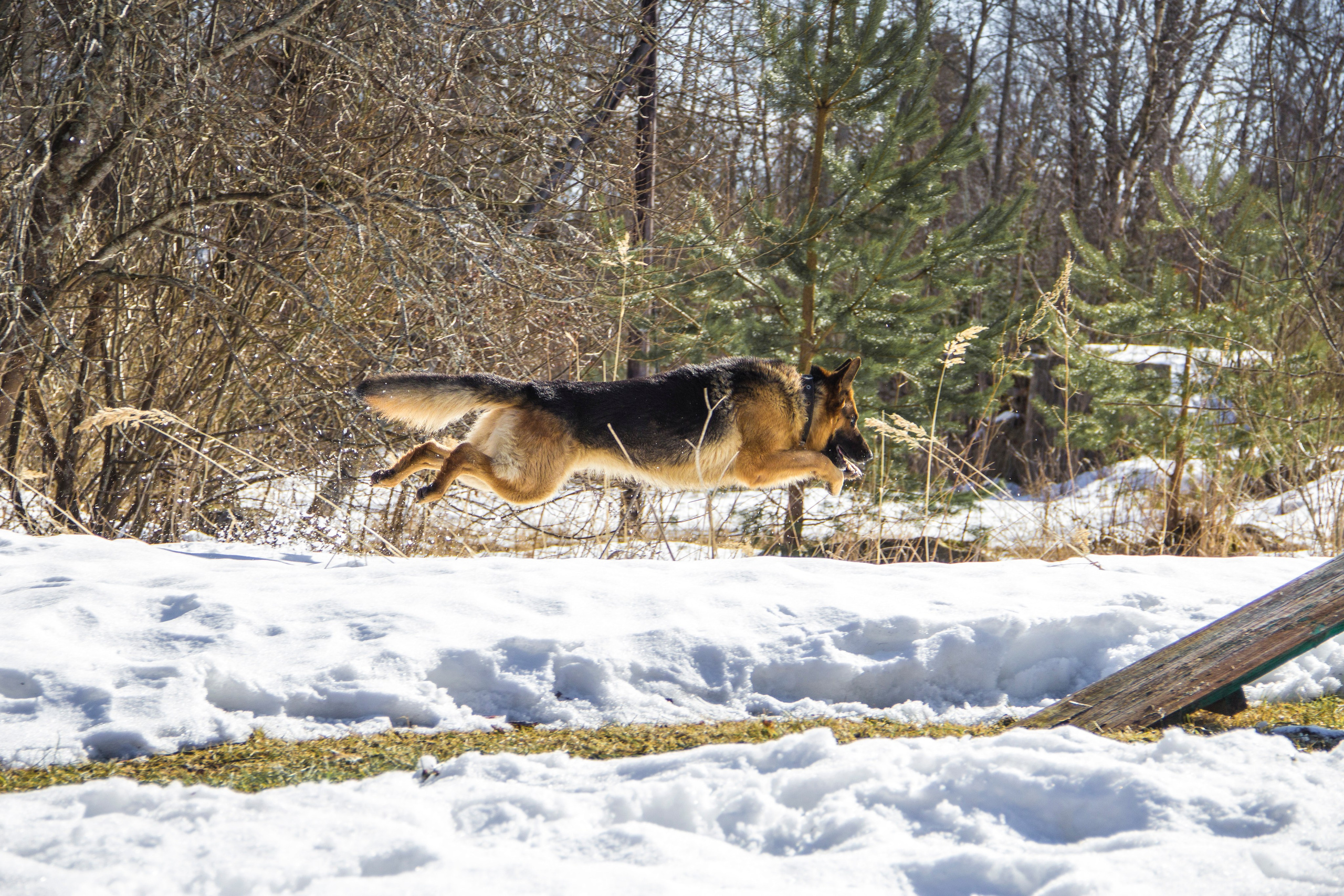 Собаки. Фотограф в Вязьме