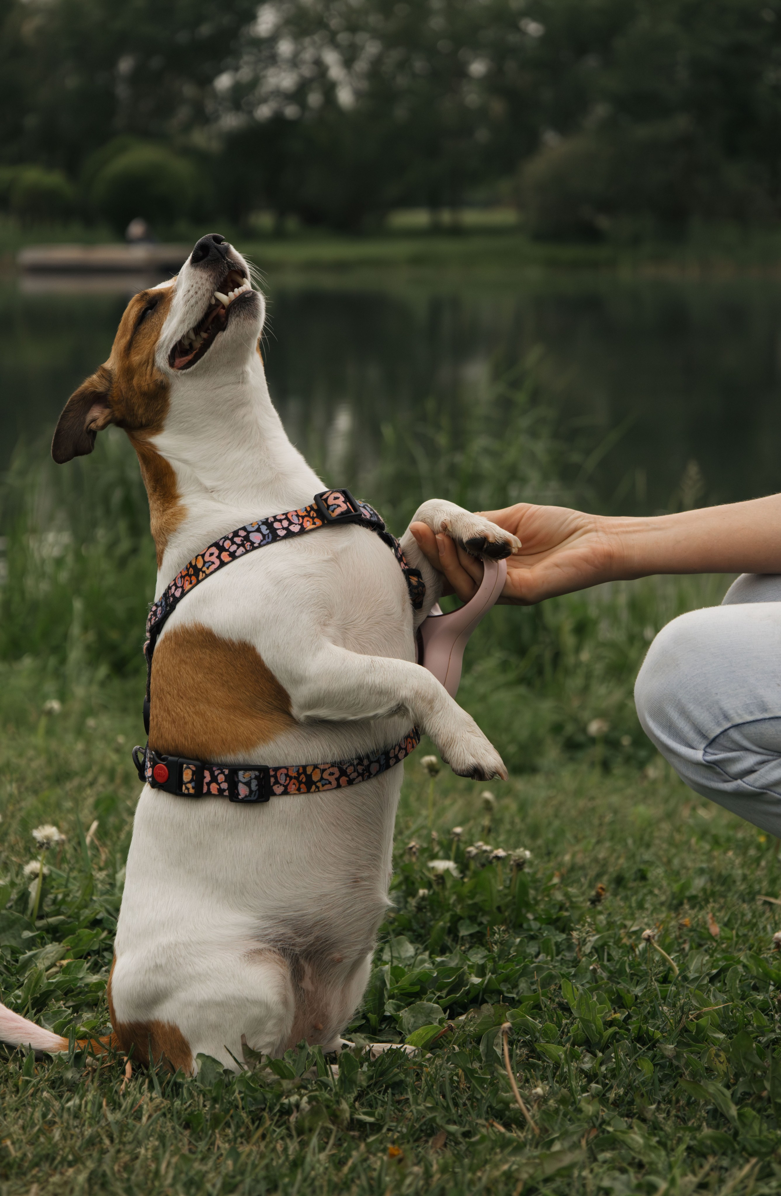 Моя маленькая спутница: Банни и Настя в Южнобутовском парке. Фотограф-анималист в Москве Екатерина Тихонова