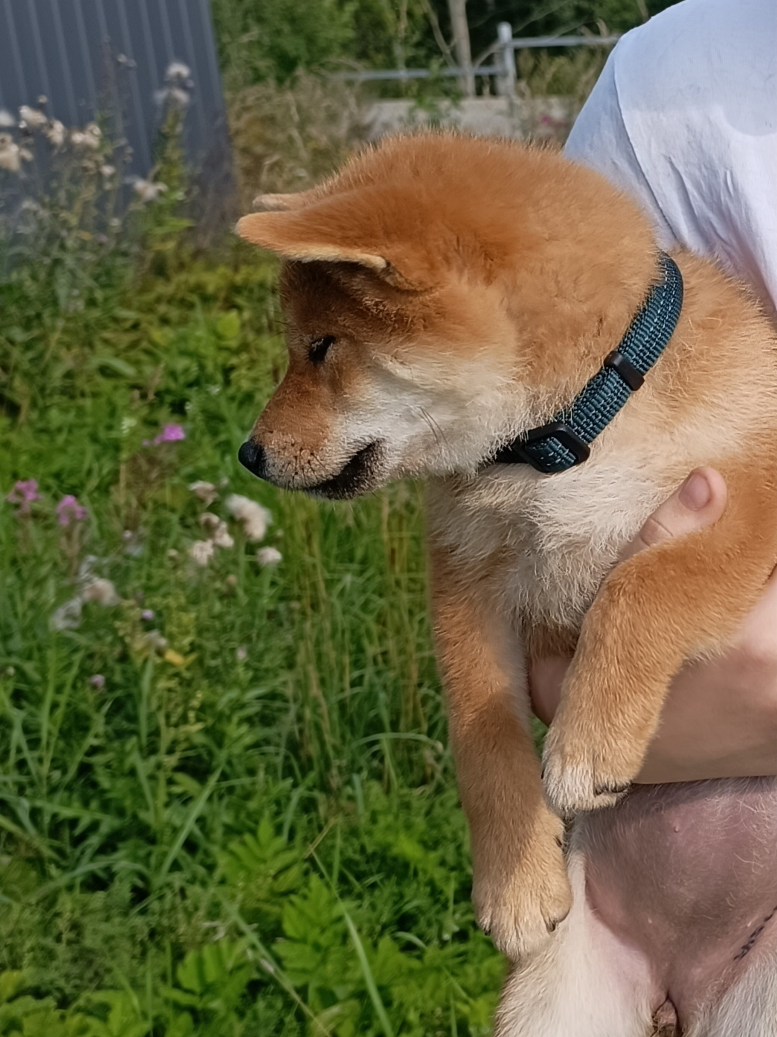 сиба питомник Рубилайт щенки на продажу rubylight  сиба щенки купить СПб Санкт-Петербург 