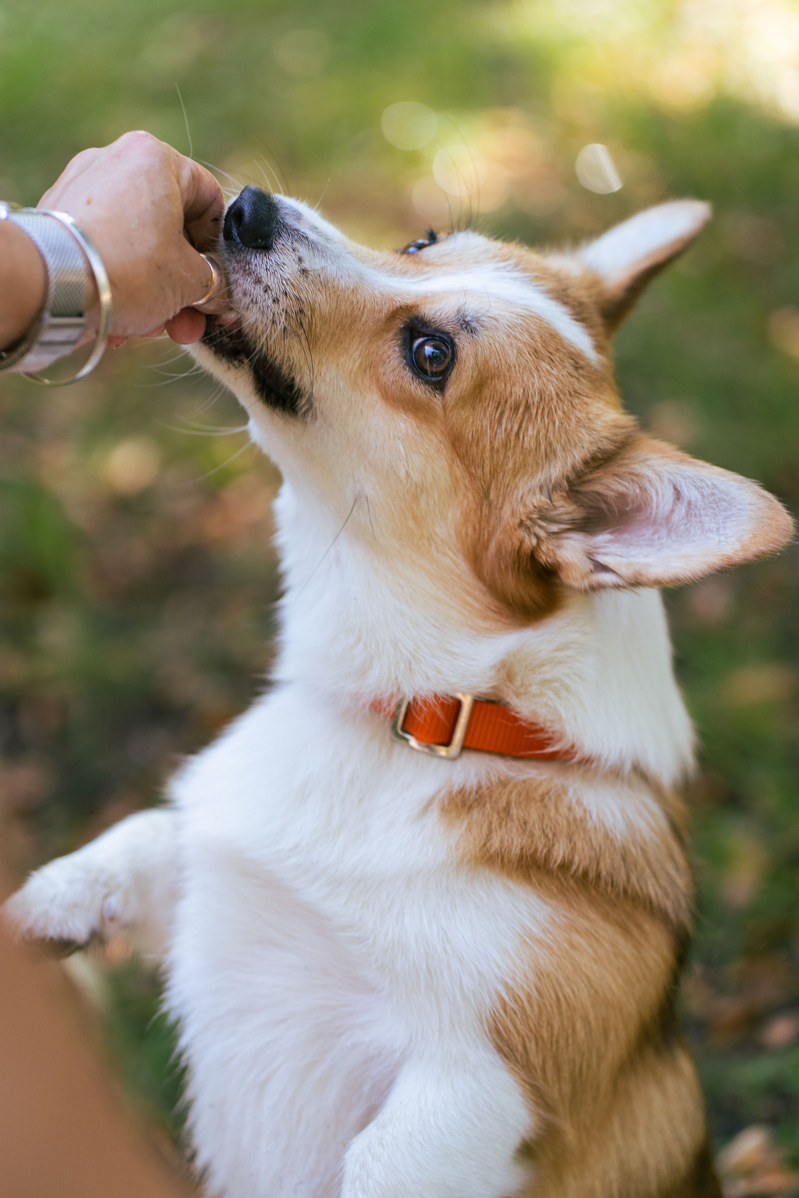 Ольга и коржики. Свадебный фотограф в Москве Анна Полушина