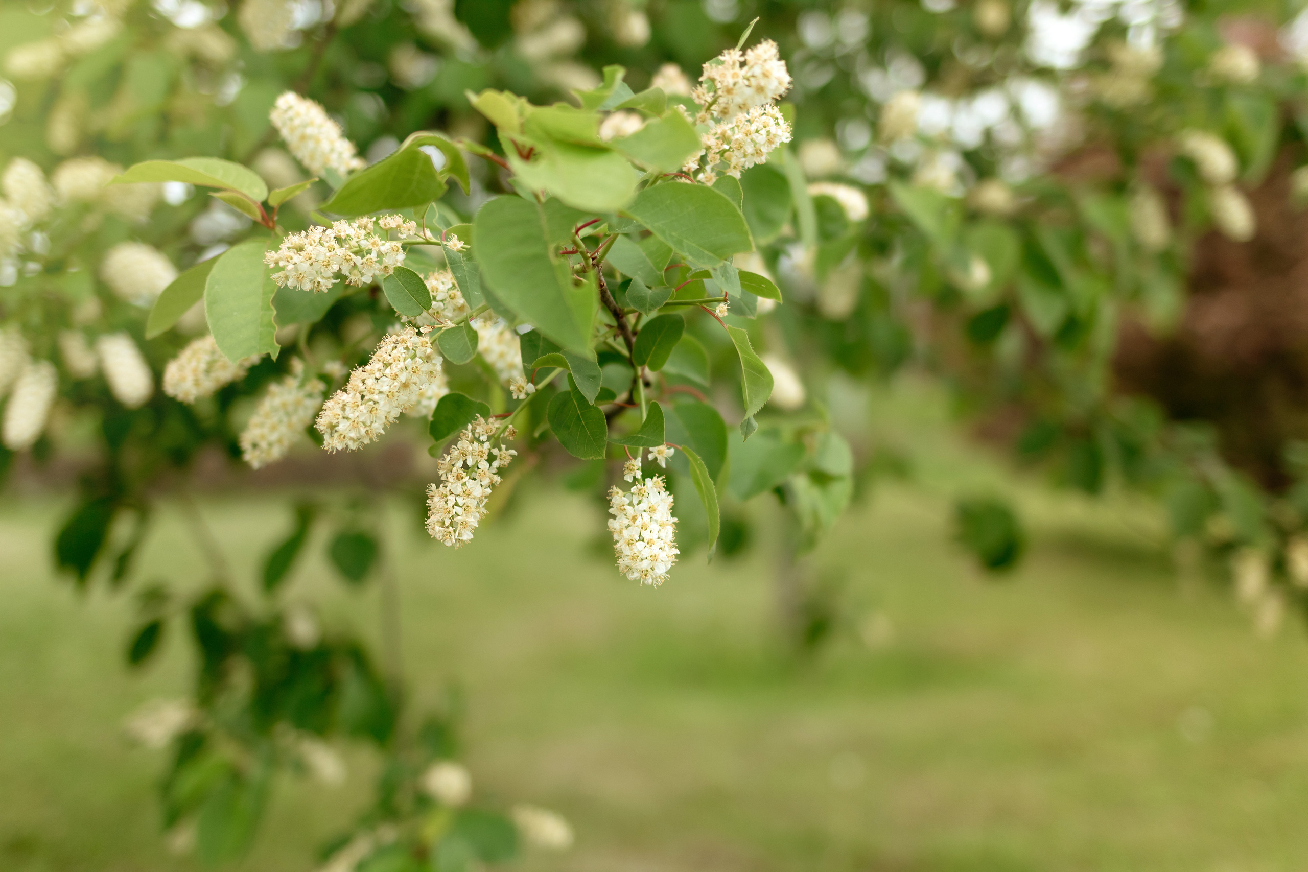 Весенняя семейная съемка. Семейный фотограф в Минске Приболовец Светлана