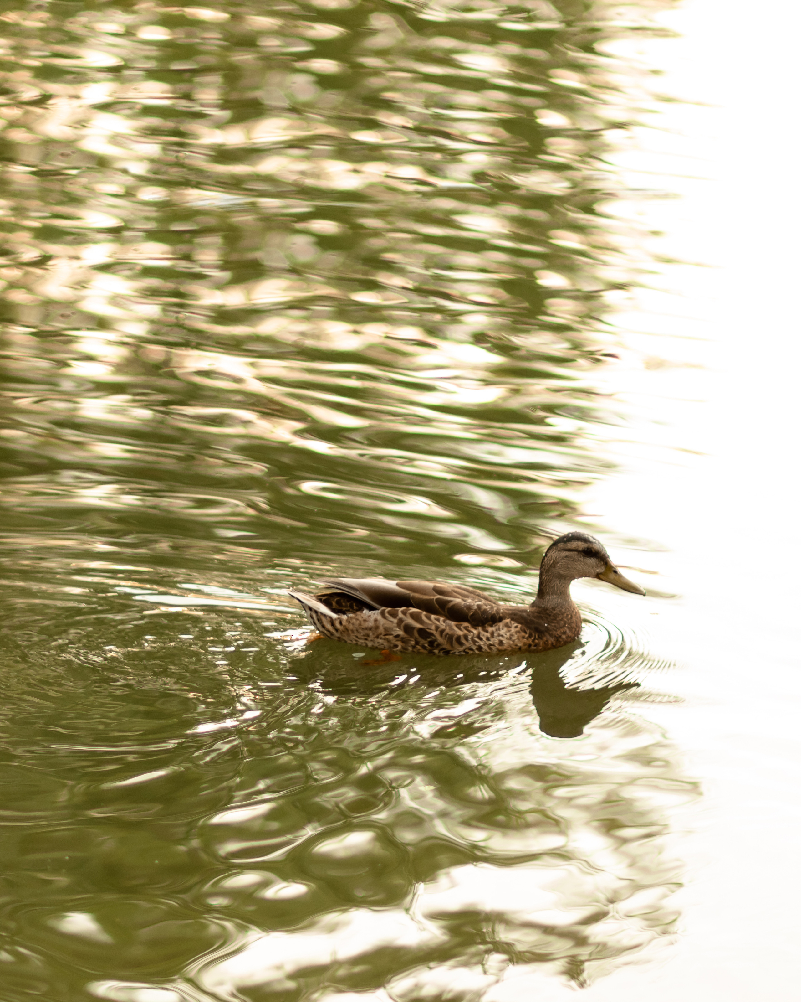 Весенняя семейная съемка. Семейный фотограф в Минске Приболовец Светлана