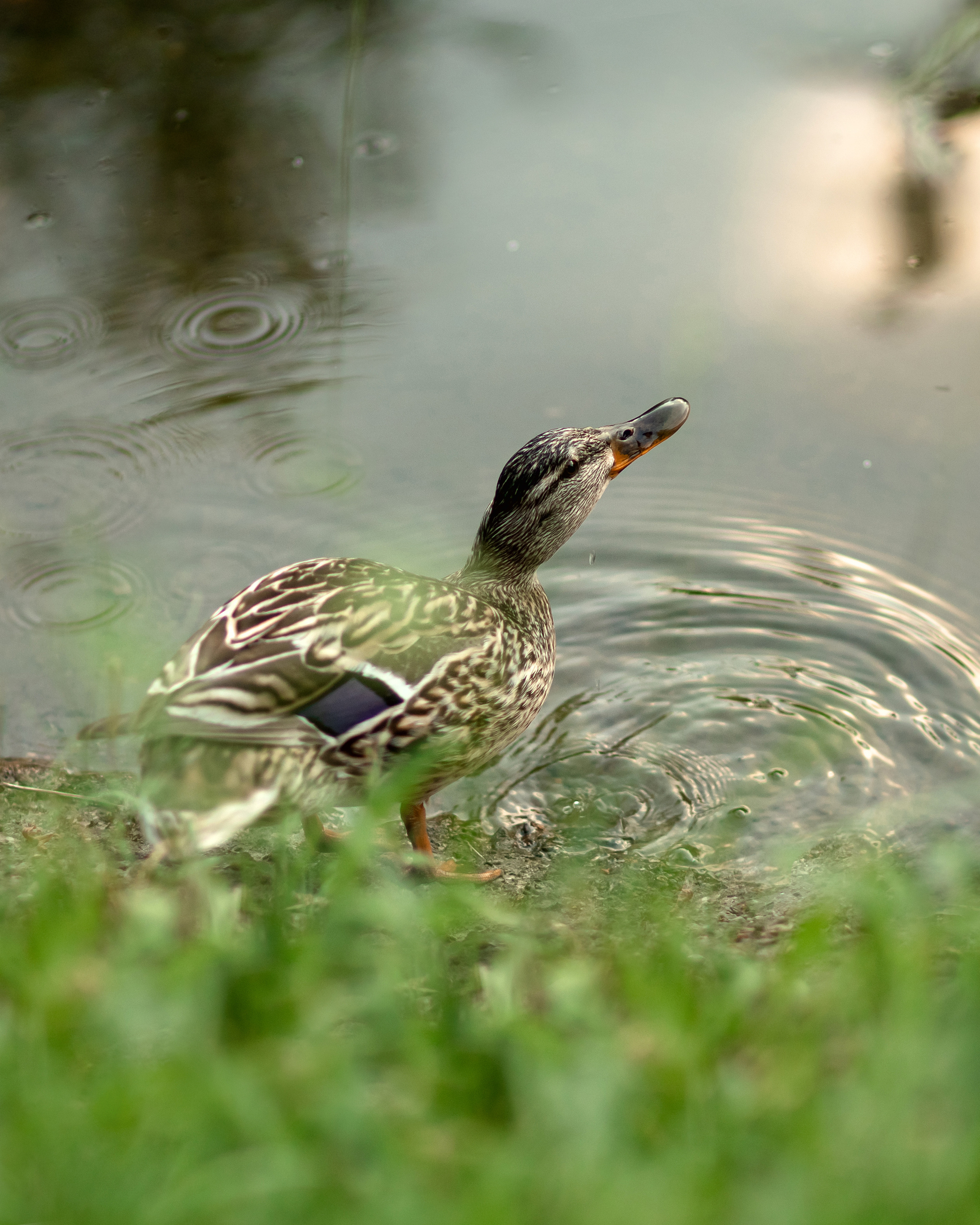 Весенняя семейная съемка. Семейный фотограф в Минске Приболовец Светлана