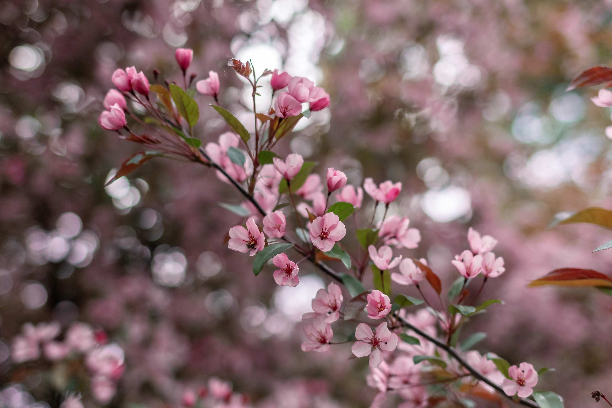 Весенняя семейная съемка. Семейный фотограф в Минске Приболовец Светлана