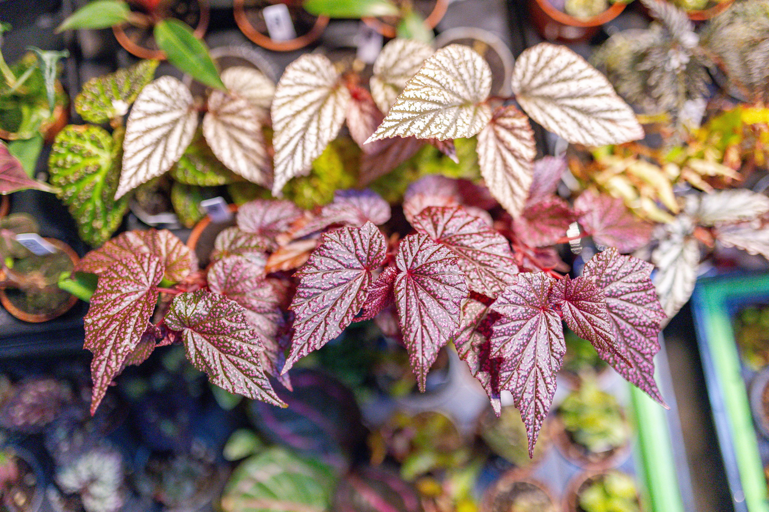 Орхидиум 12.2025. Александра Куликова фотограф, Москва