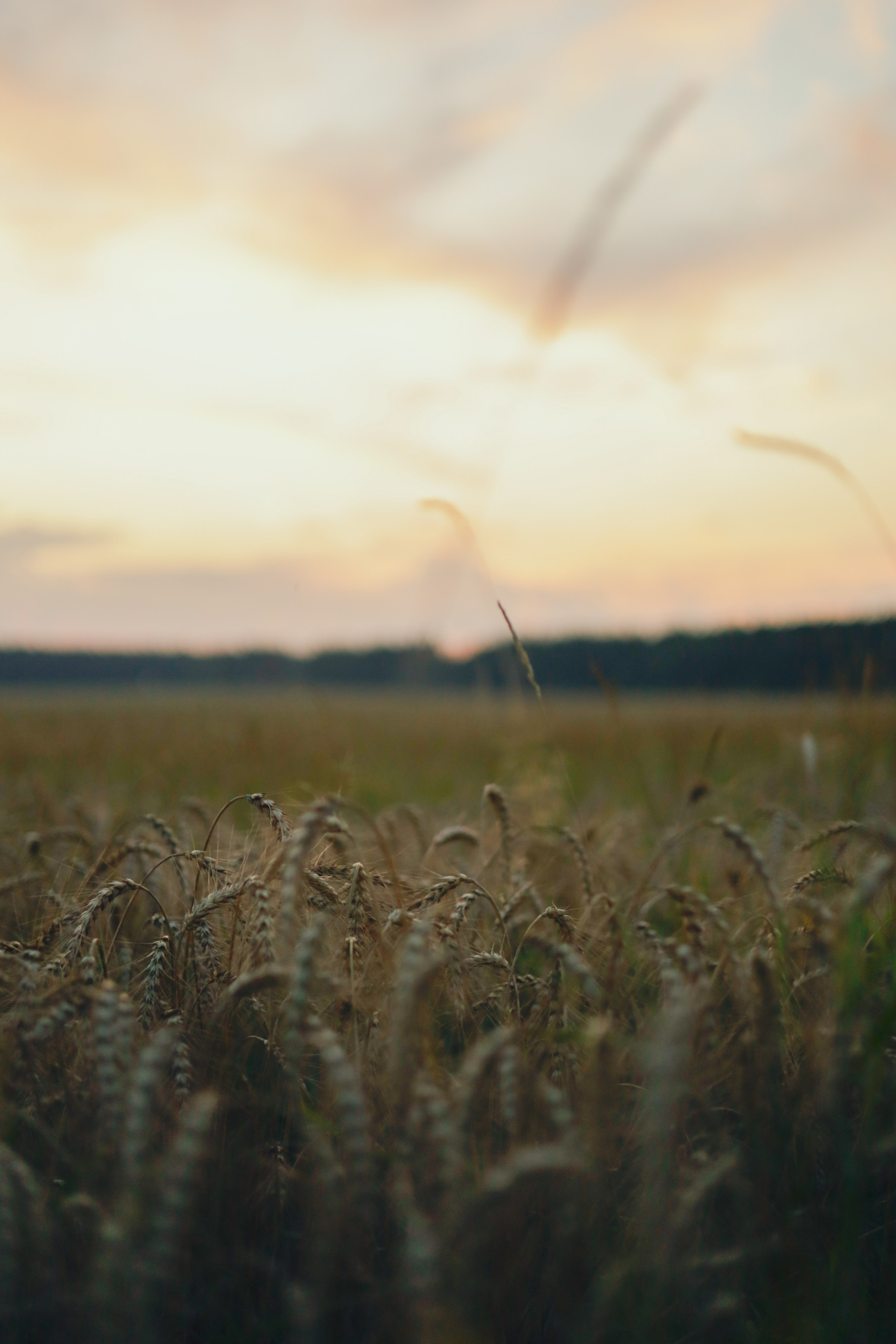 Лиза — хлебомама. Фотограф в Москве и области Титова Наталья