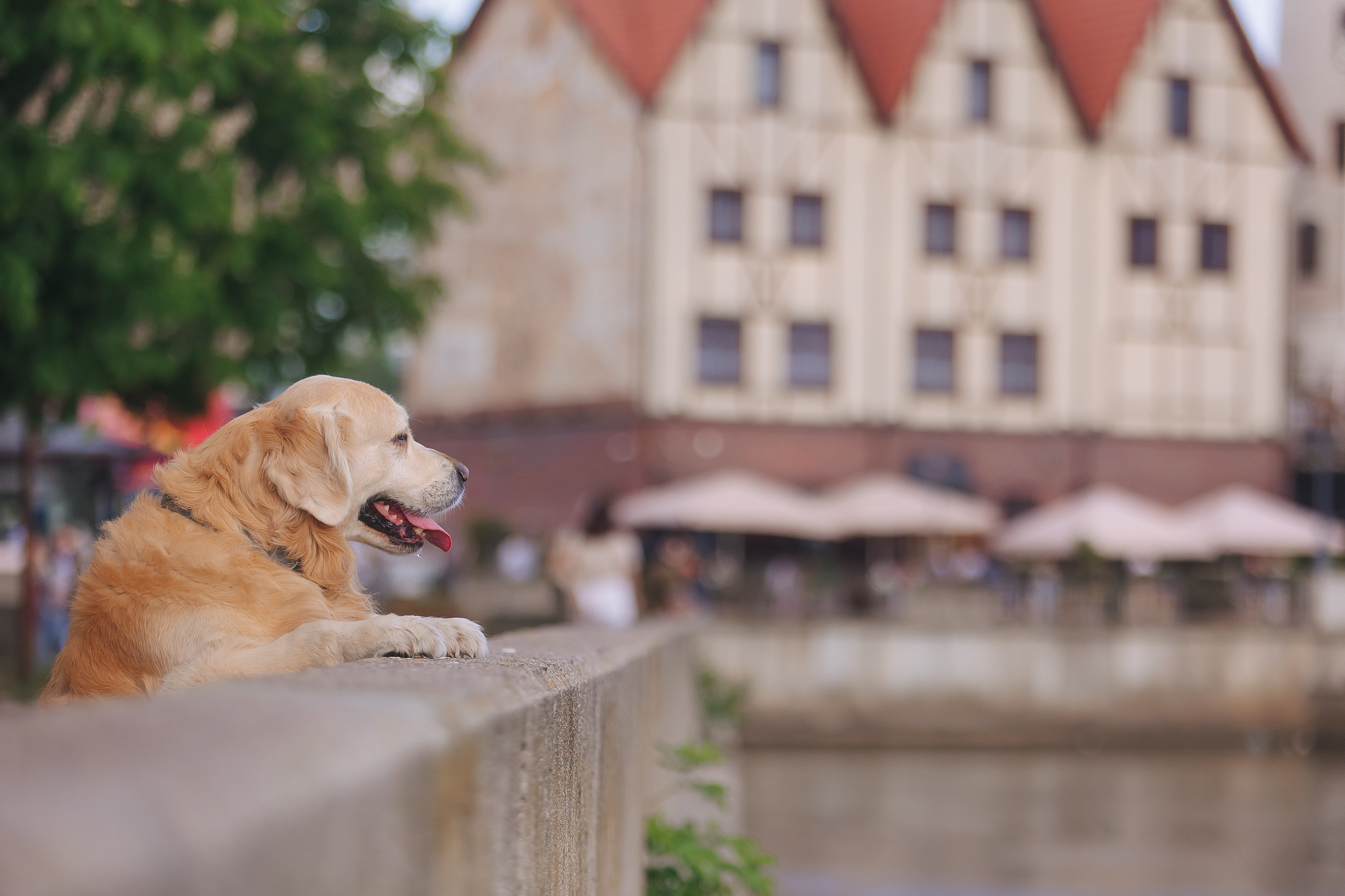 Золотистый ретривер Кант, Калининград. Свадебный и женский фотограф