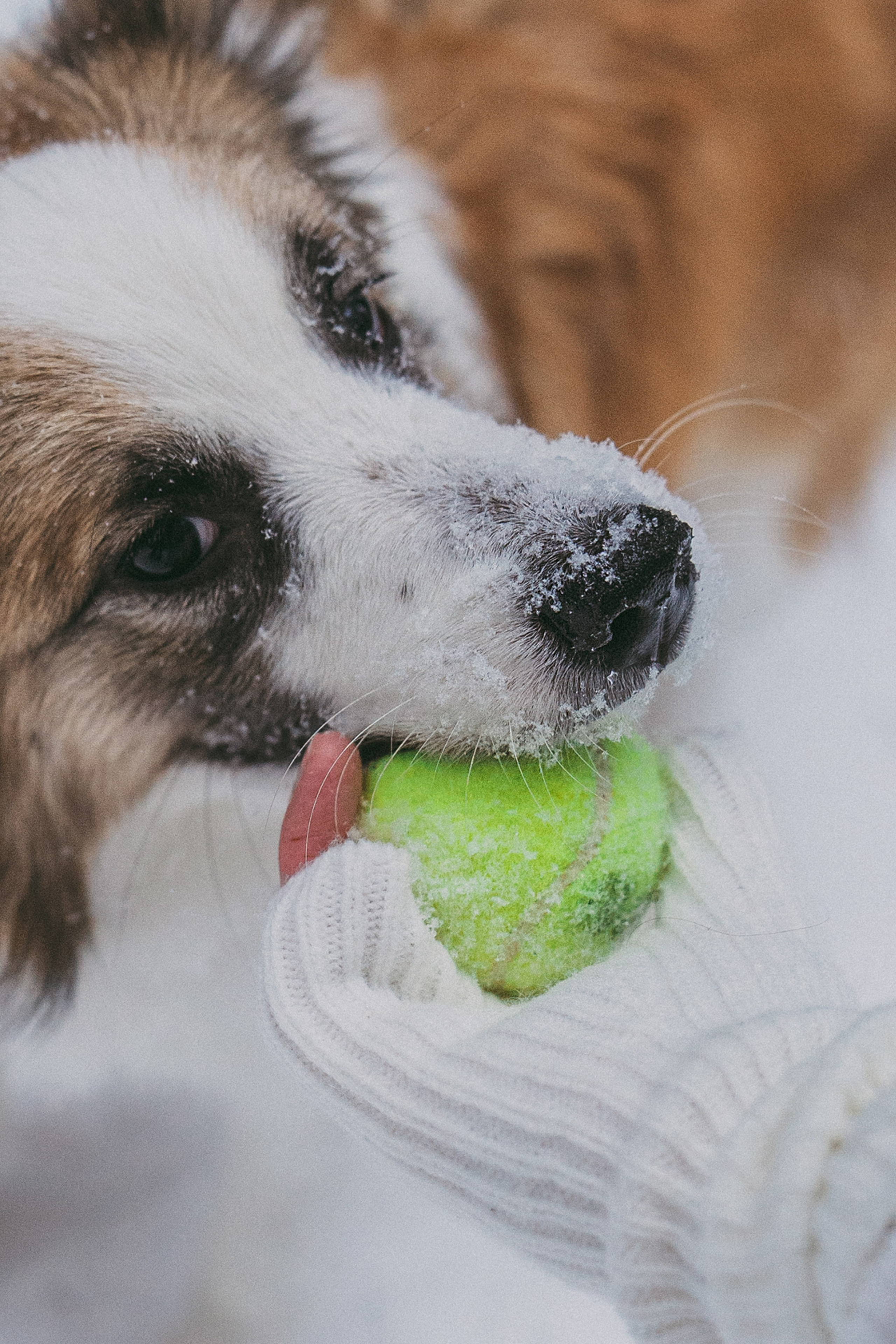 Катя, Анатолий и Елай. Фотограф анималист в Москве и Санкт-Петербурге Свиридова Анна