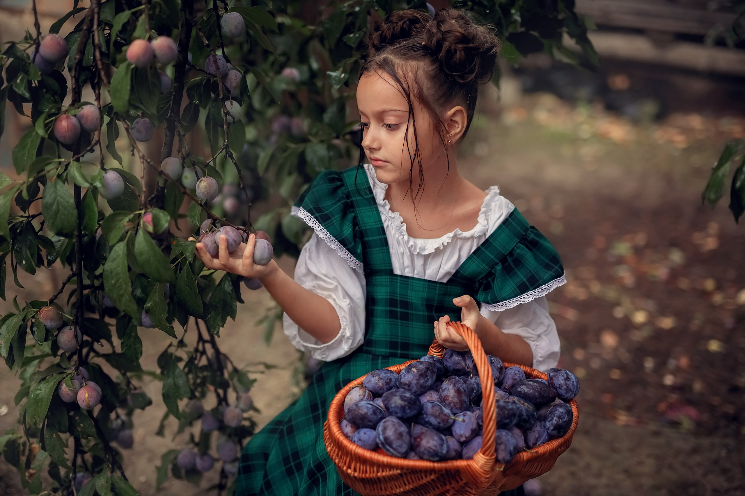 Сливовая история. Семейный и детский фотограф Екатерина Савёлова