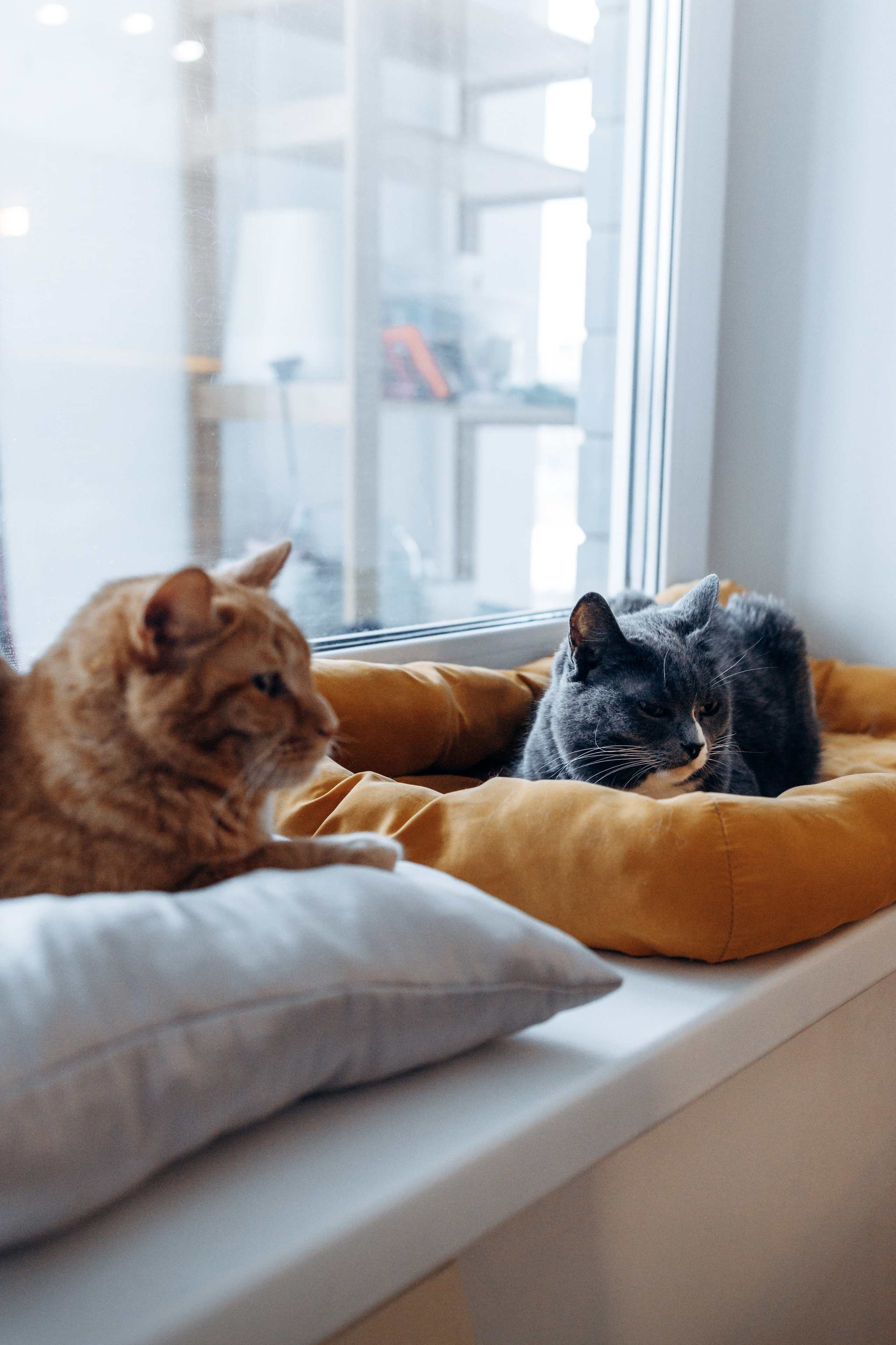 Юлиана, Элли и Райан. YULA KOLESOVA | Фотограф — Анималист | Художник | Тюмень