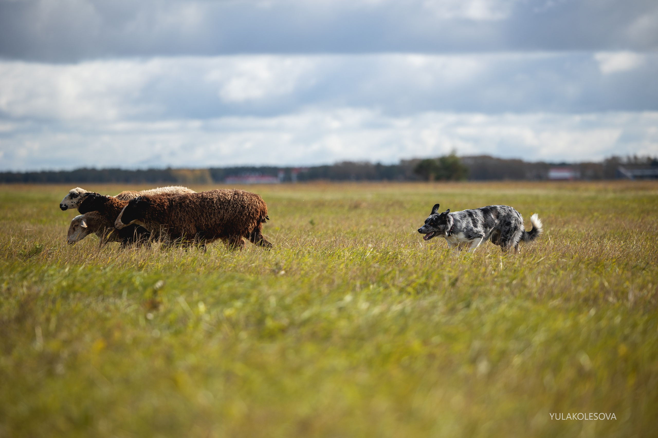 Пастуший интенсив, сентябрь 2024. YULA KOLESOVA | Фотограф — Анималист | Художник | Тюмень