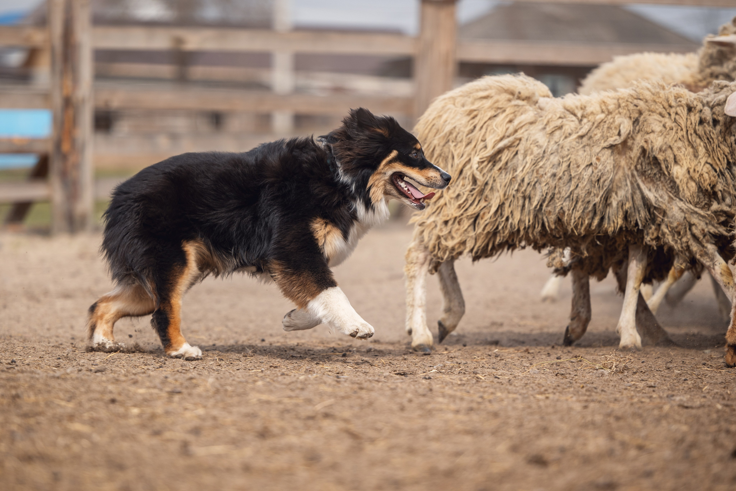 Ночь. YULA KOLESOVA | Фотограф — Анималист | Художник | Тюмень