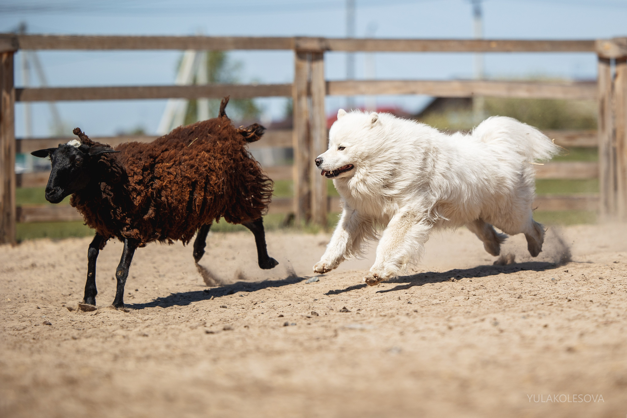 День самоедов 25.05.2024. YULA KOLESOVA | Фотограф — Анималист | Художник | Тюмень
