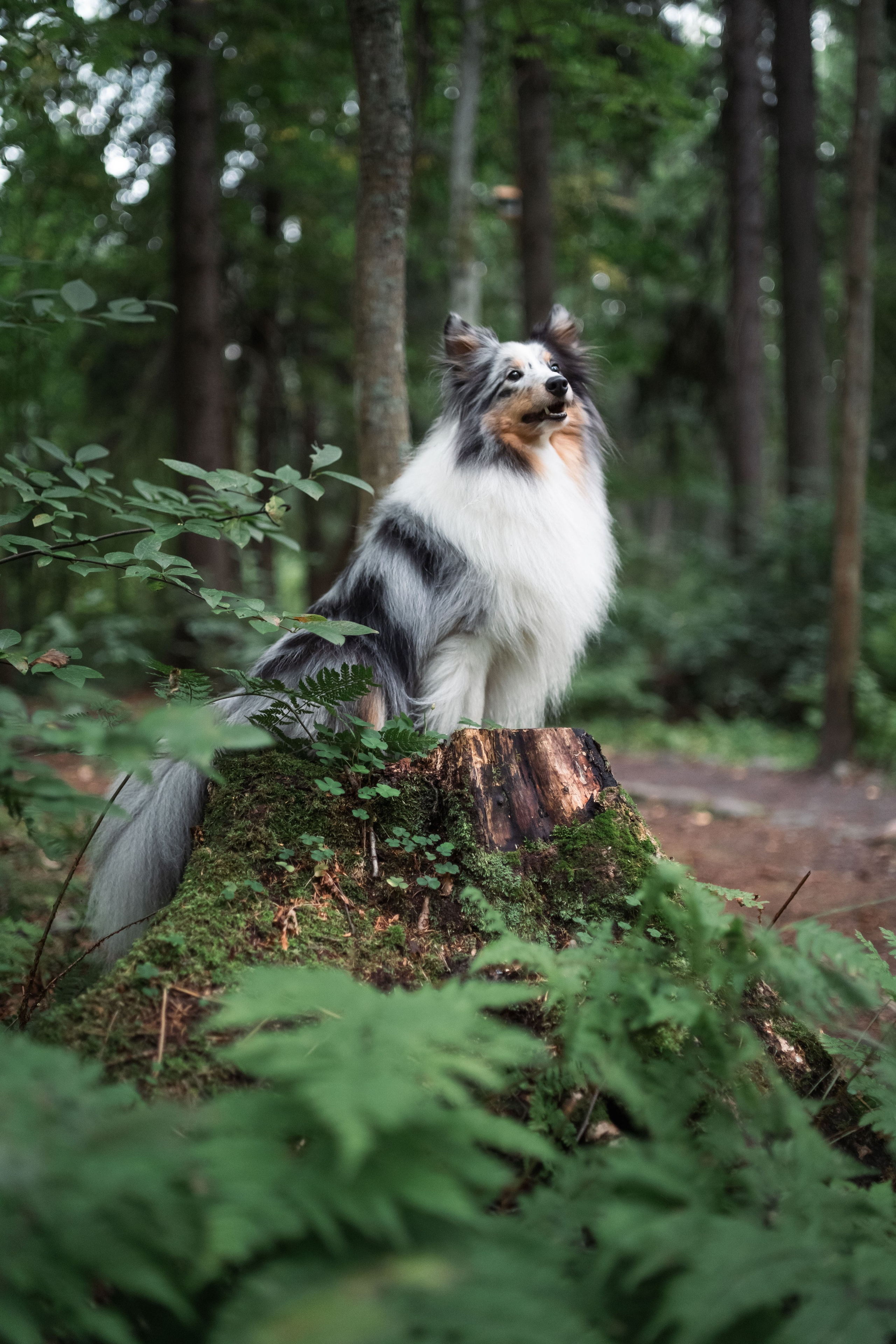 Лесная Элис. Фотограф анималист