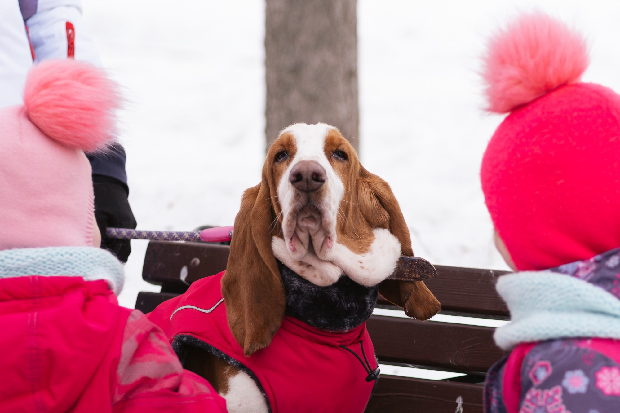 Съемка животных, собак, щенков, фото помета, портрет питомцев. Портретный и семейный фотограф в Перми Лена Лоза. Портрет для бизнеса