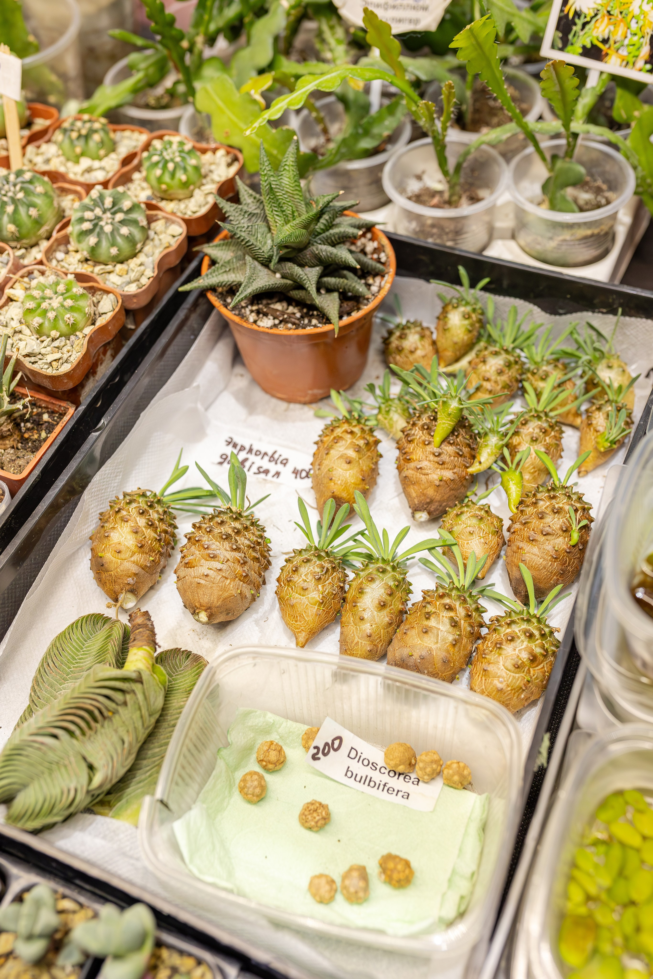 Монстериум апрель 2026. Александра Куликова фотограф, Москва