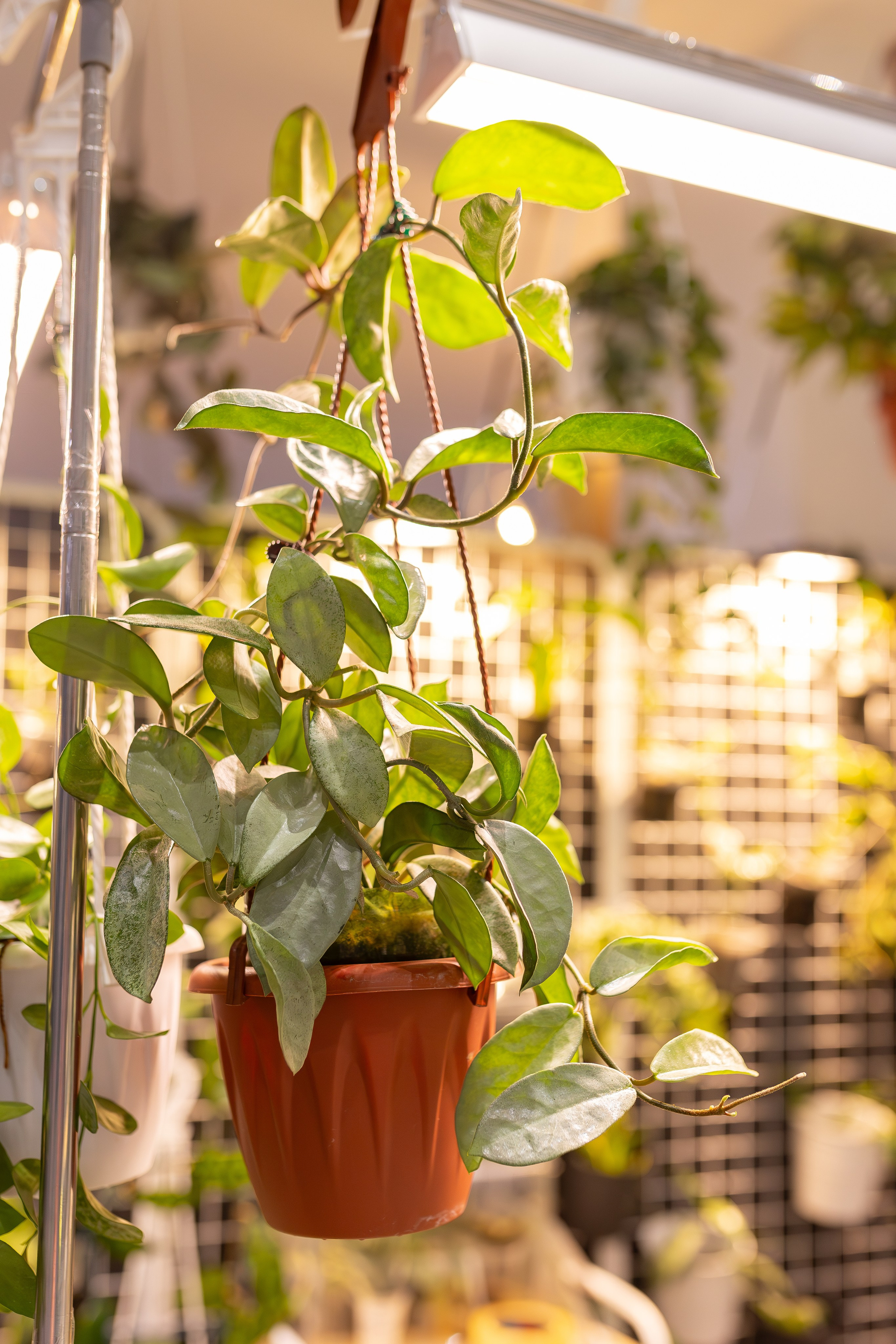 Монстериум апрель 2026. Александра Куликова фотограф, Москва