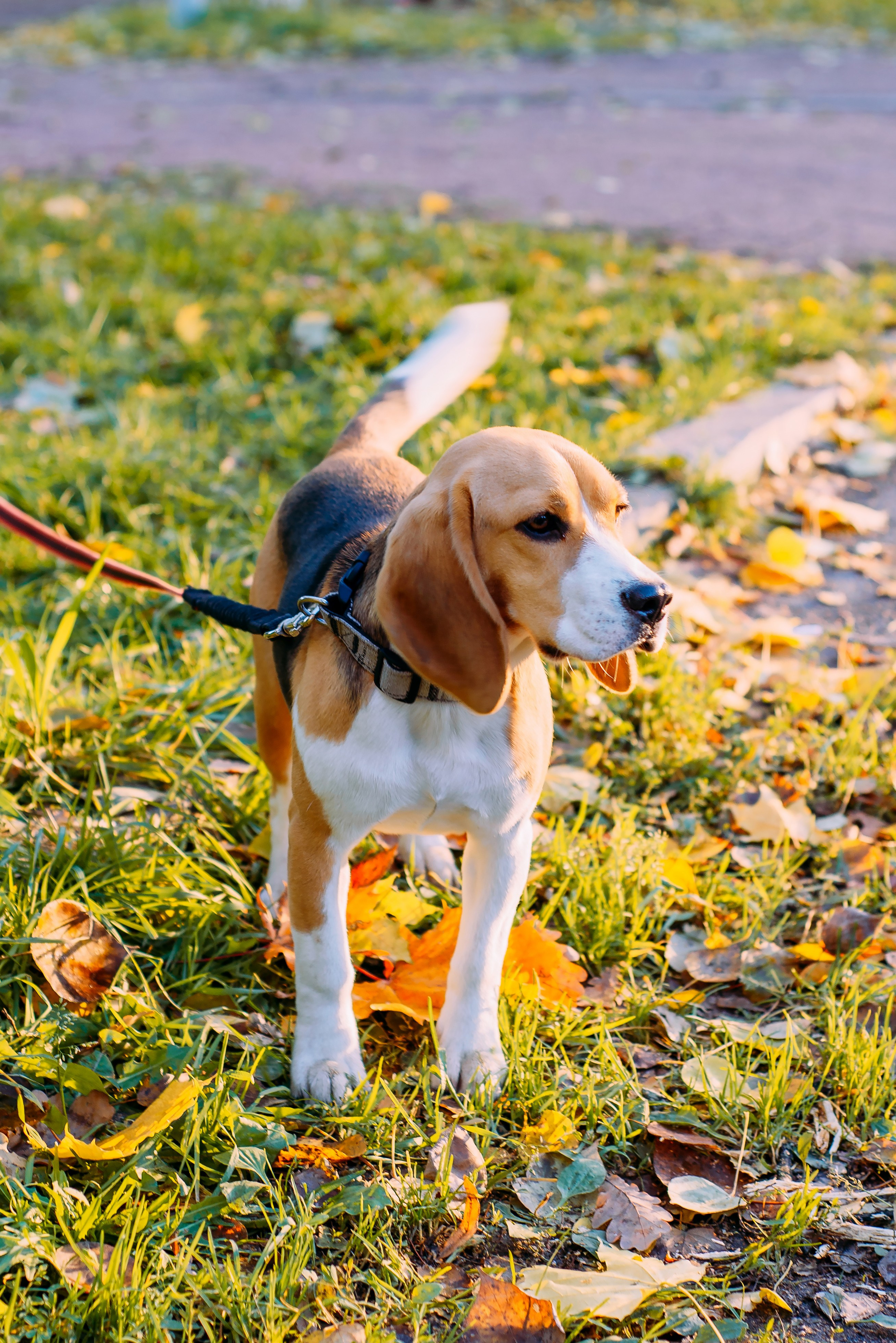 Ольга с семьей. Осенняя серия. Детский и семейный фотограф Эльмира Веселова