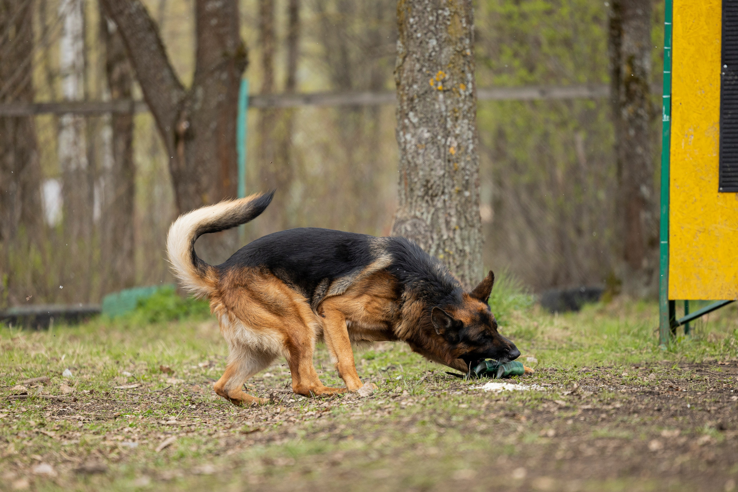 Квалификационные состязания по мондьорингу г. Вологда 11.05.24. Фотограф-анималист Анна Маринич