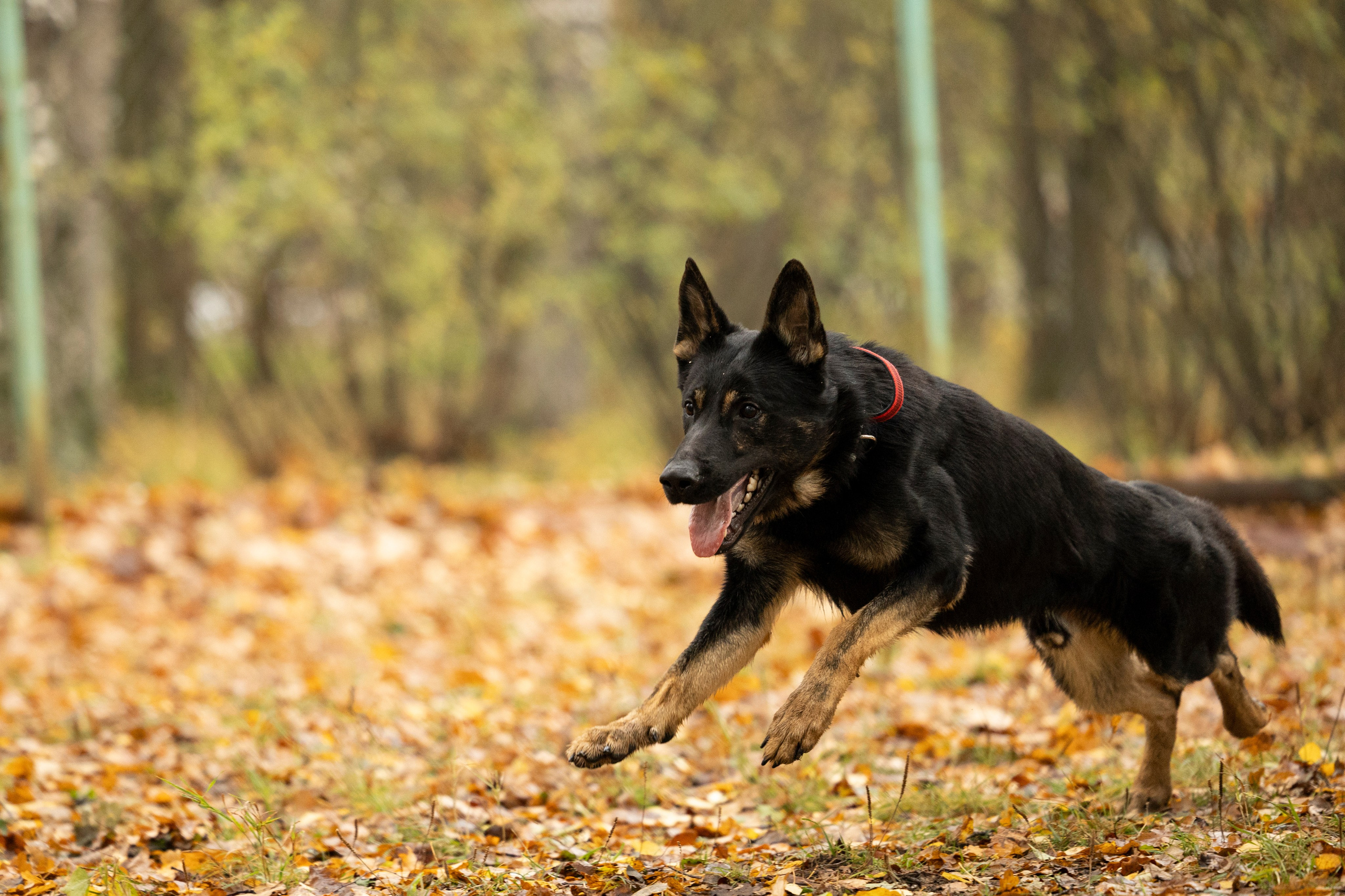 Соревнования по Мондьорингу г. Вологда. Фотограф-анималист Анна Маринич