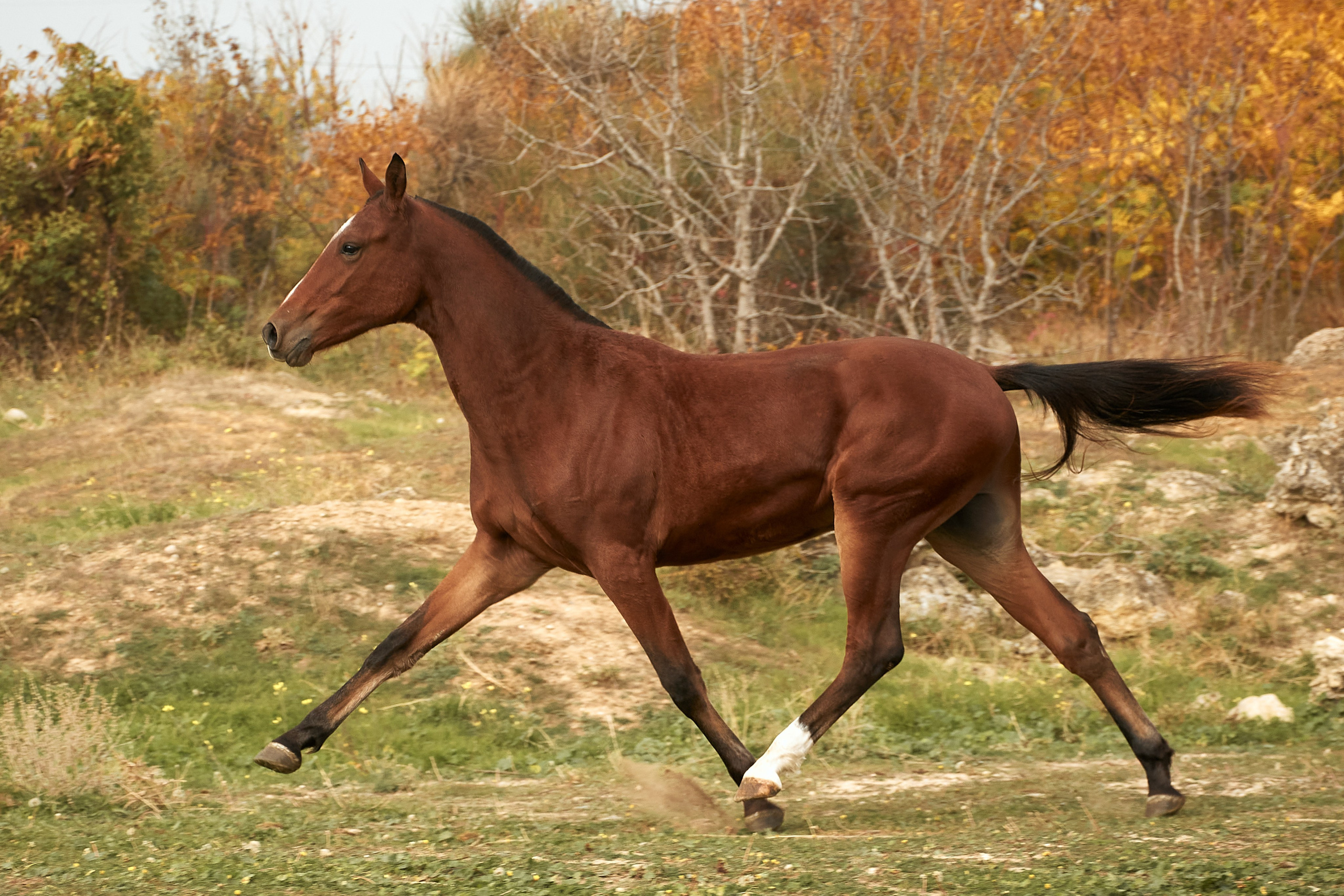Роня. Фотограф в Севастополе