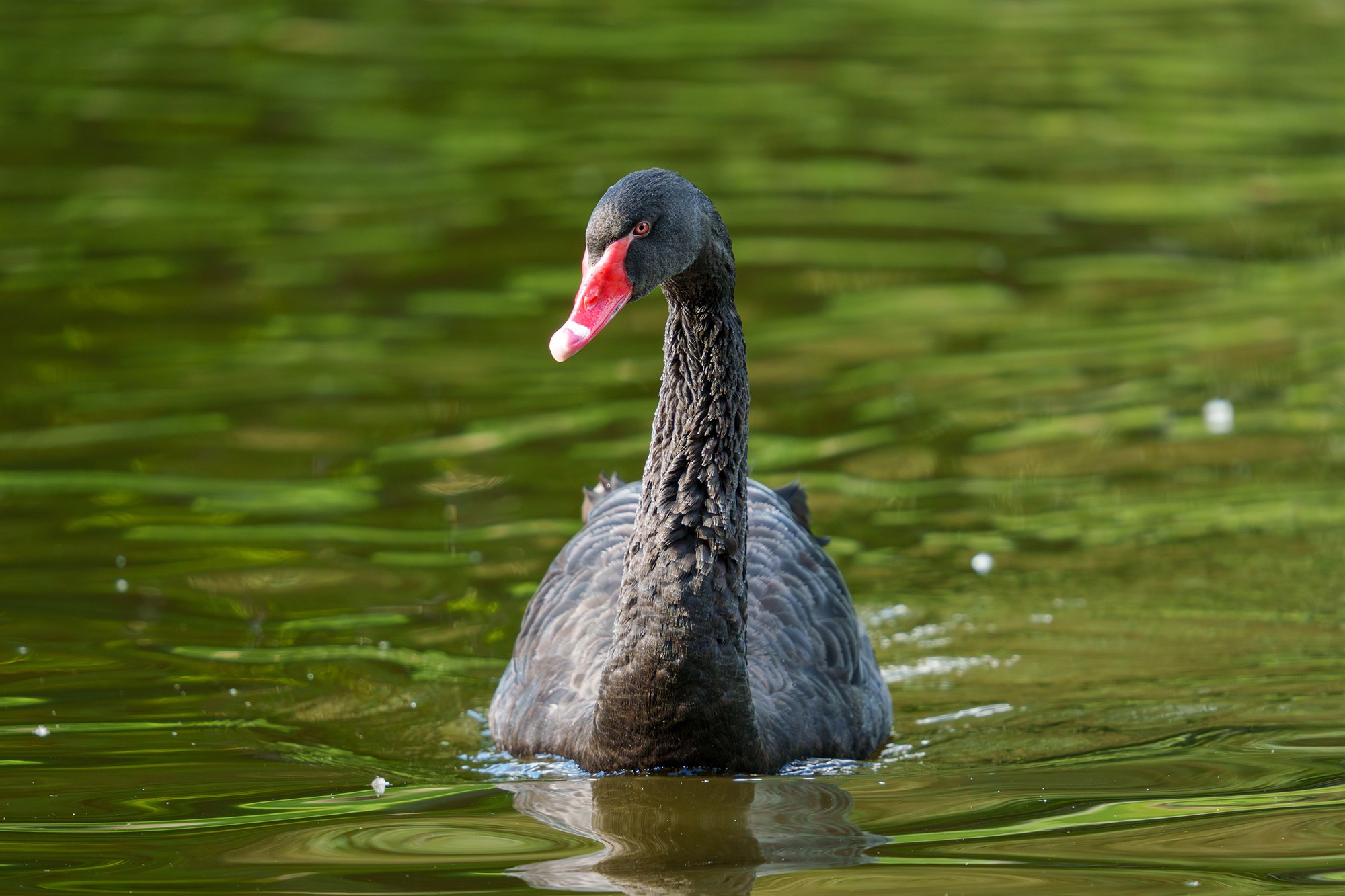 Удивительные мир птиц. Вокруг нас столько прекрасного — присмотритесь!. Ваш личный фотограф Марина Волкова