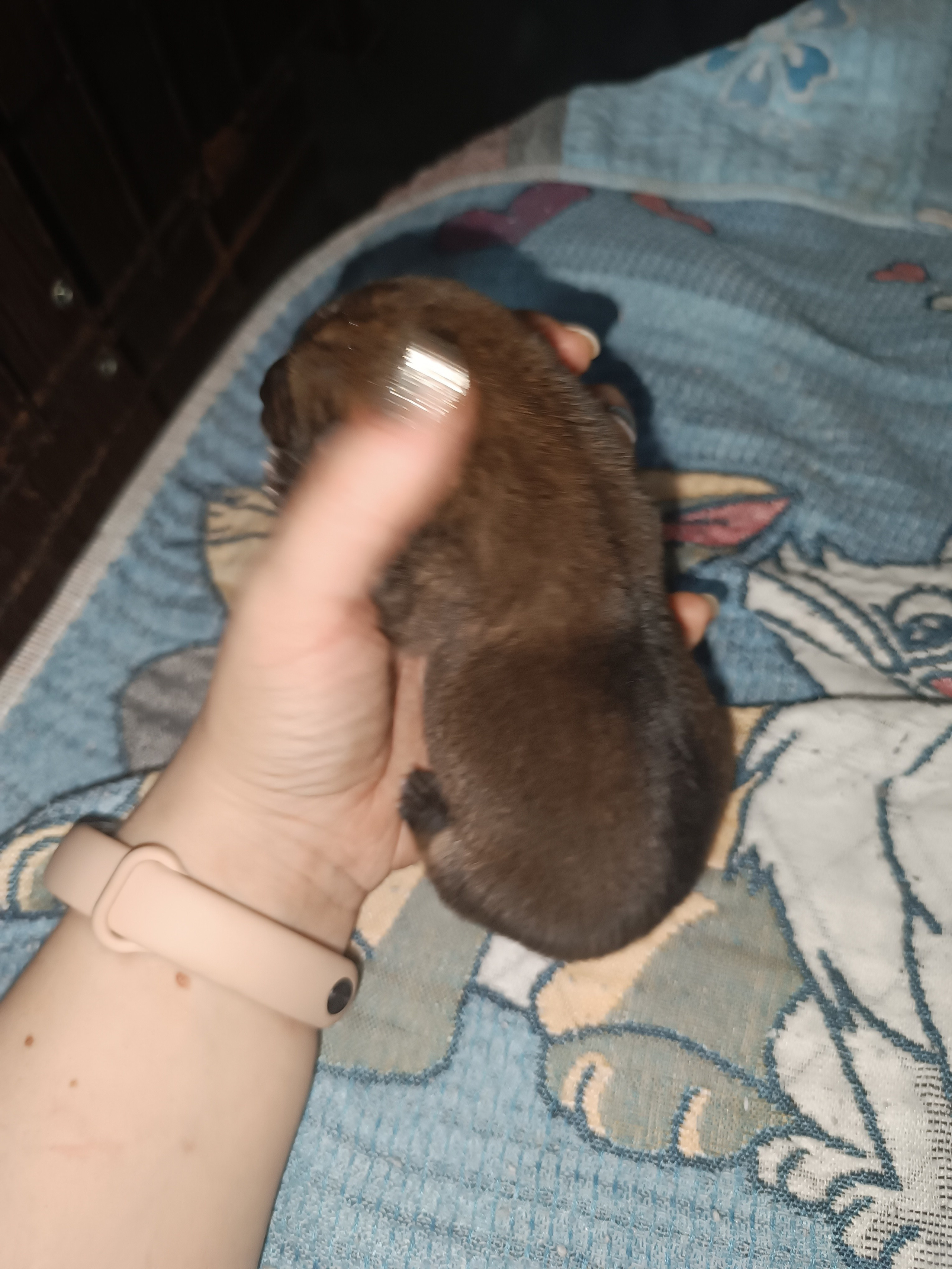 сиба питомник Рубилайт щенки на продажу rubylight  сиба щенки купить СПб Санкт-Петербург 