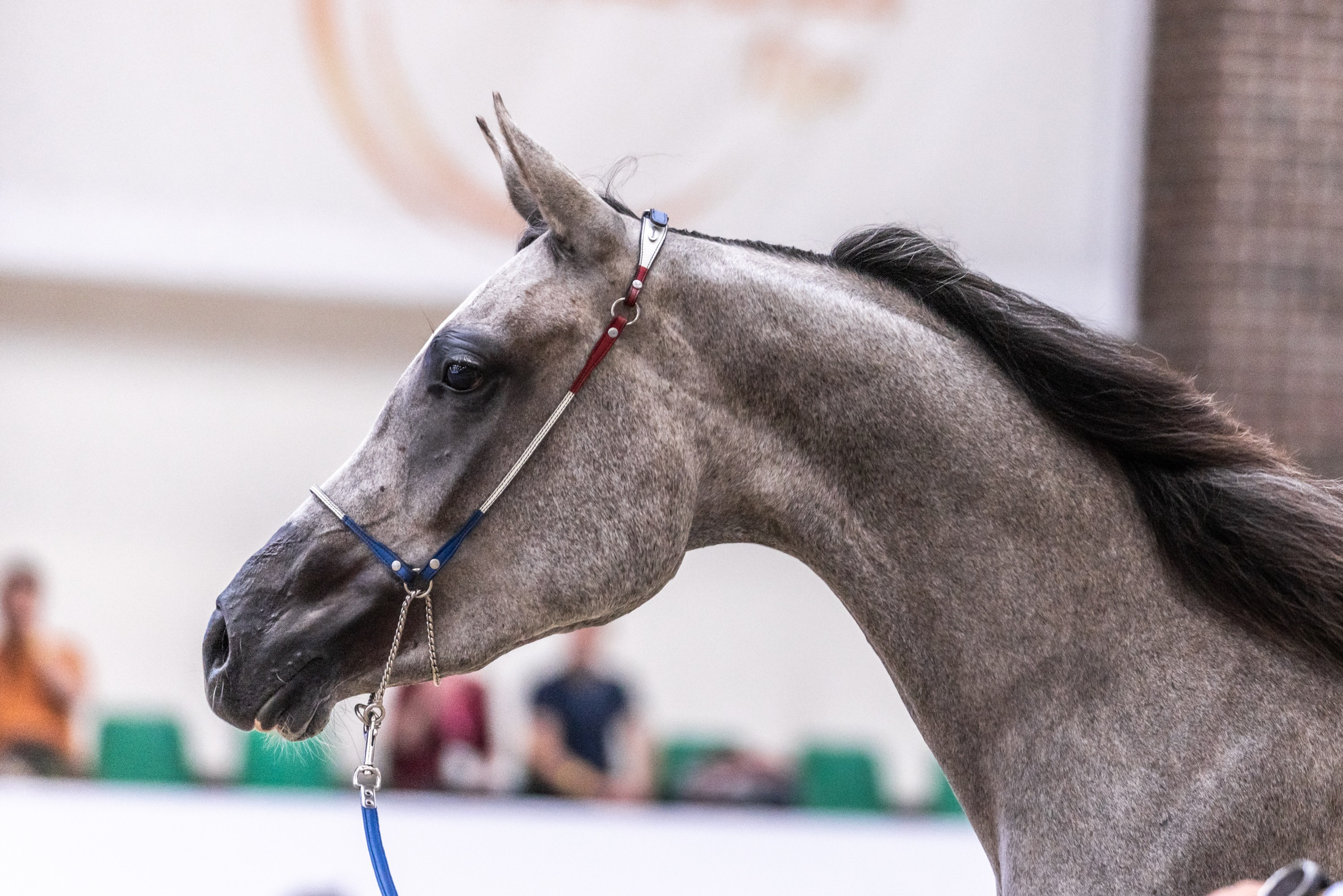 Конные выставки. Mrs.Aquarelia Конный фотограф Марианна Леонтьева